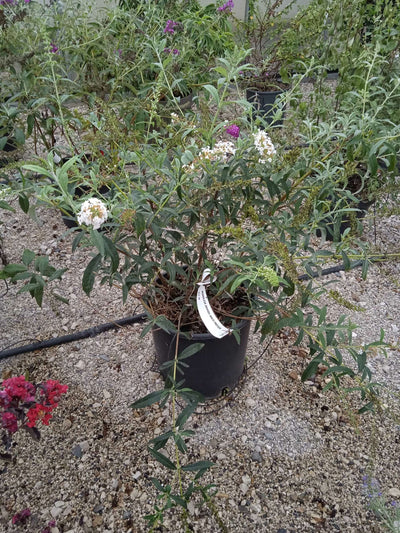 BUDDLEIA davidii 'White Swan'