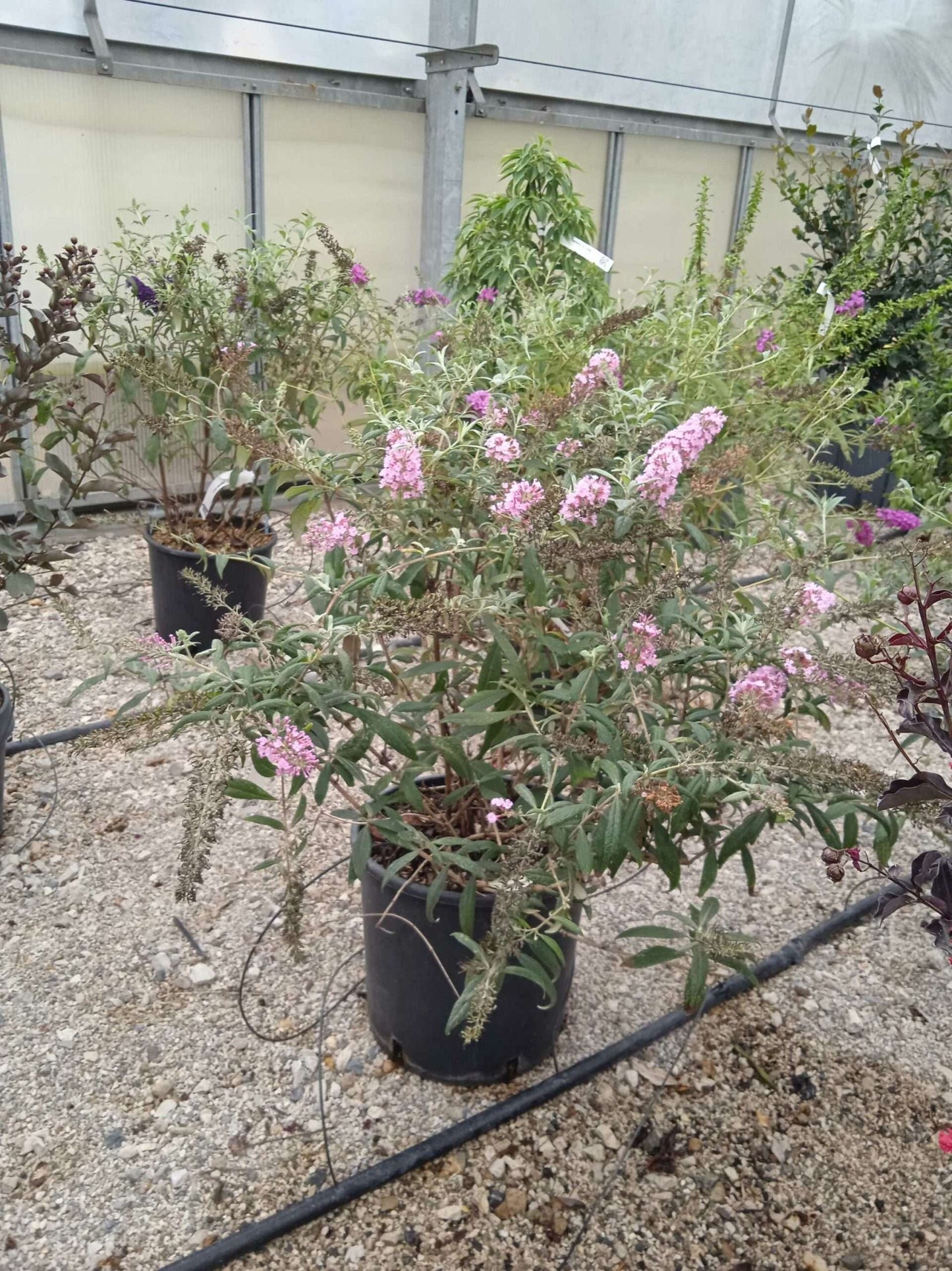 BUDDLEIA davidii 'Blue Sarah'