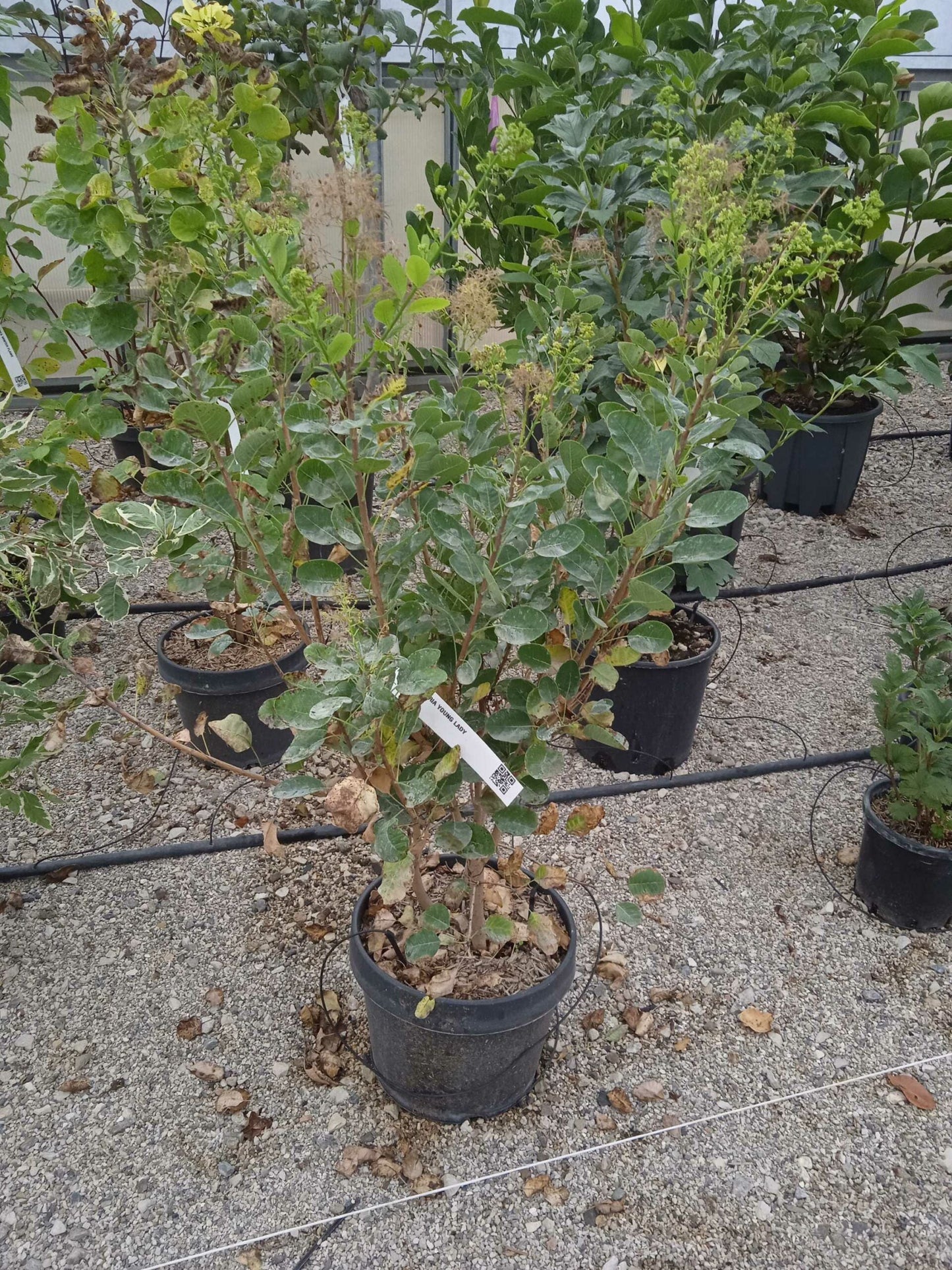 COTINUS x 'Grace'