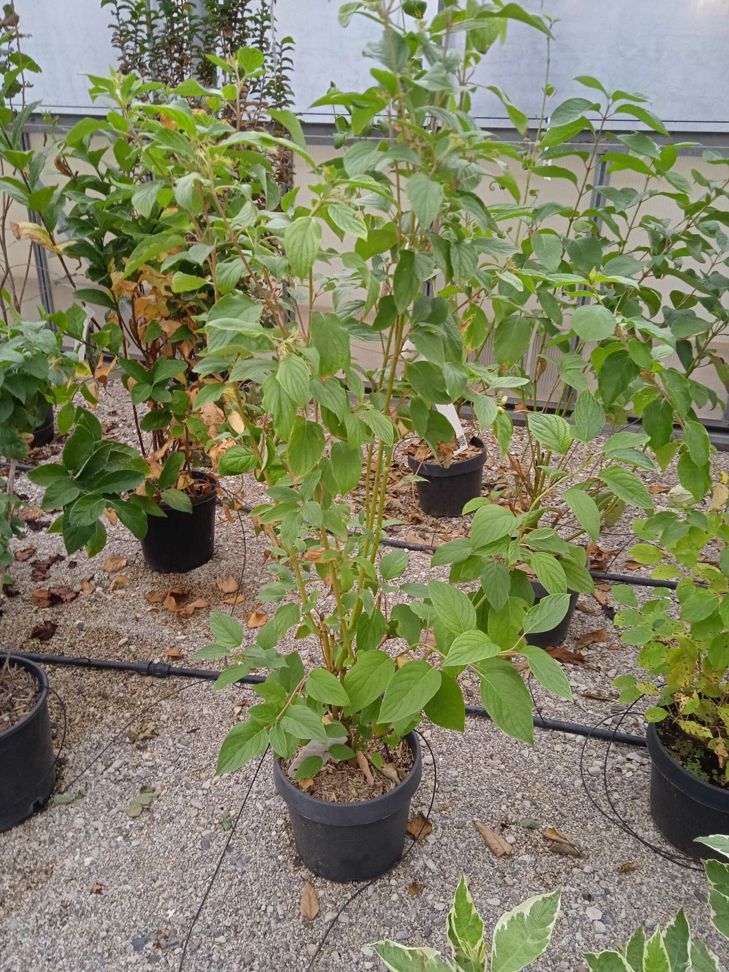 CORNUS stolonifera 'Flaviramea'