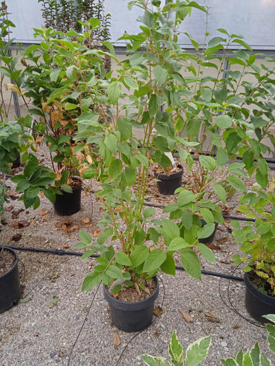CORNUS stolonifera 'Flaviramea'