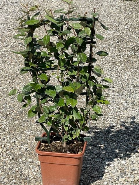 ELAEAGNUS x ebbingei 'Compacta'