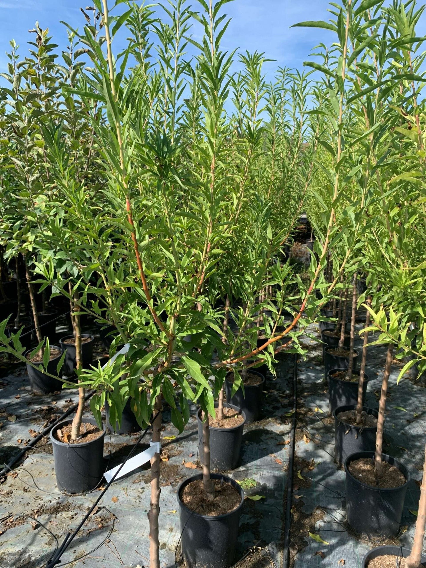 AMYGDALUS vulgaris nano