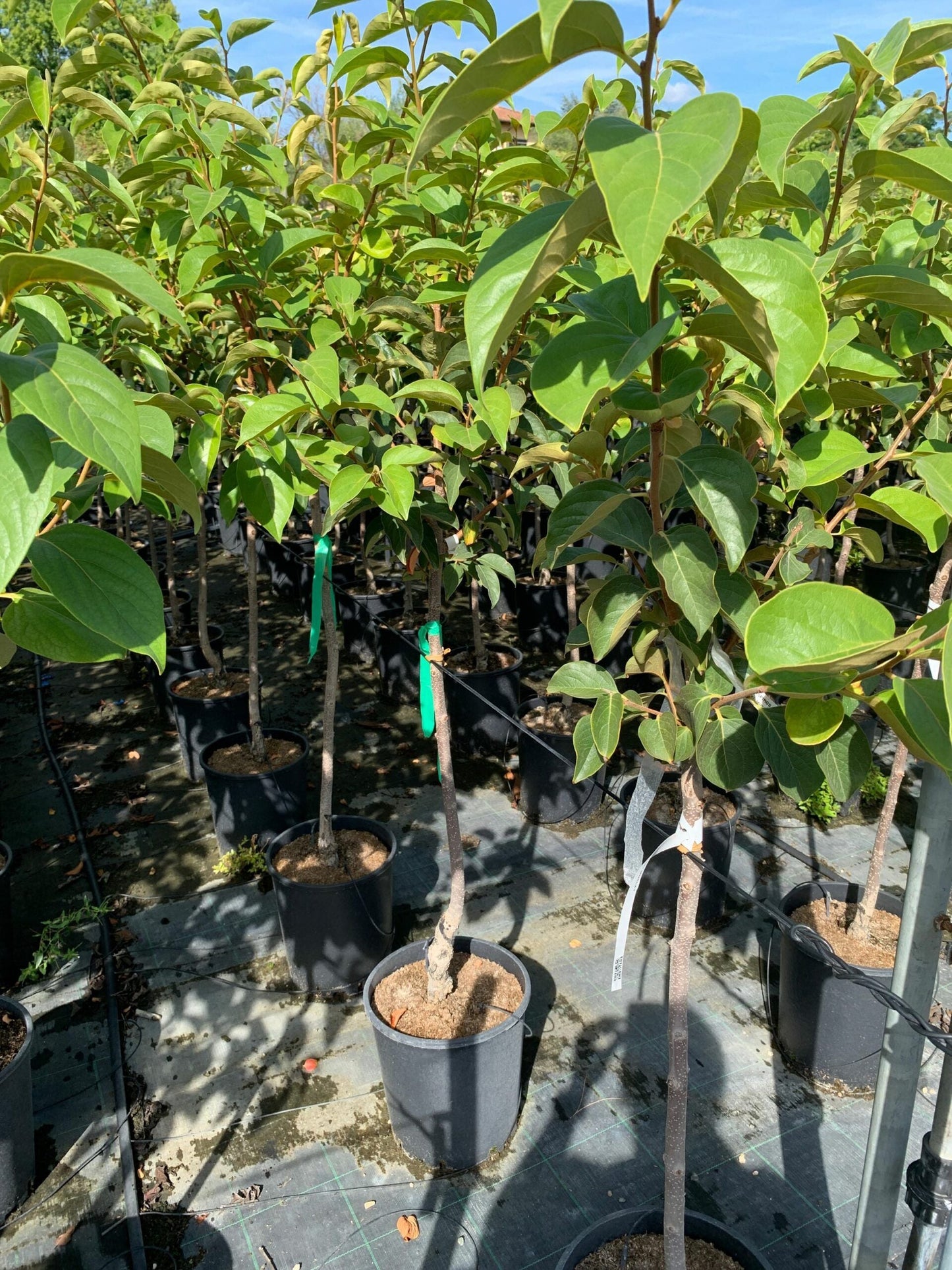 DIOSPYROS KAKI 'Rojo brillante'