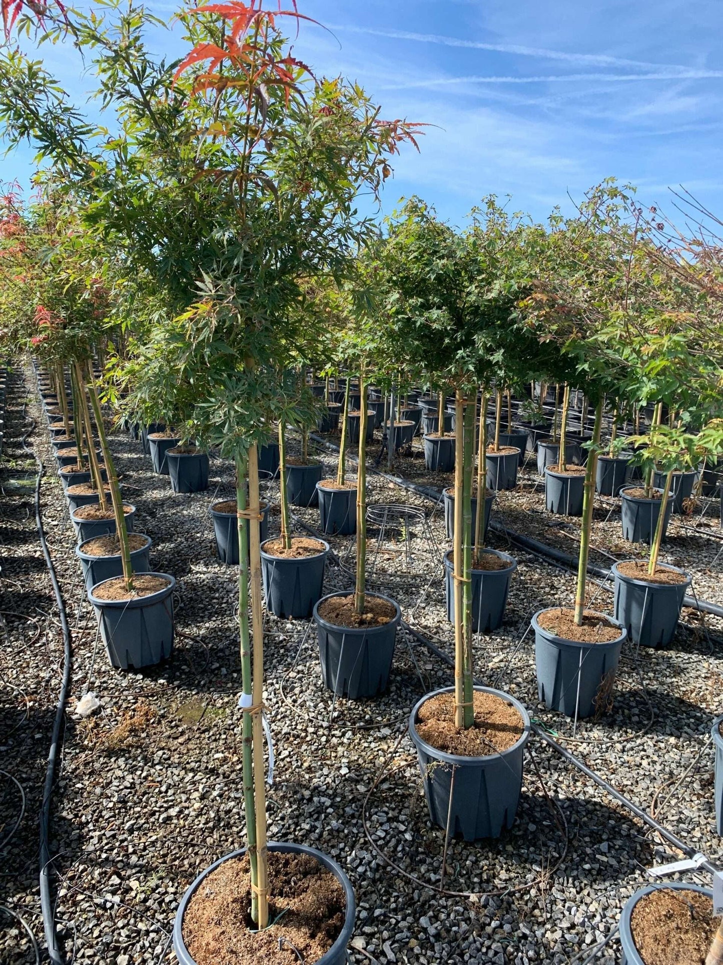 ACER palmatum 'Koto No Ito'