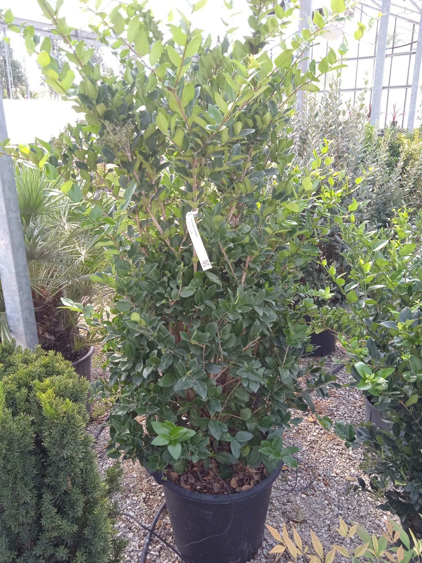 LIGUSTRUM texanum 'Fastigiata'