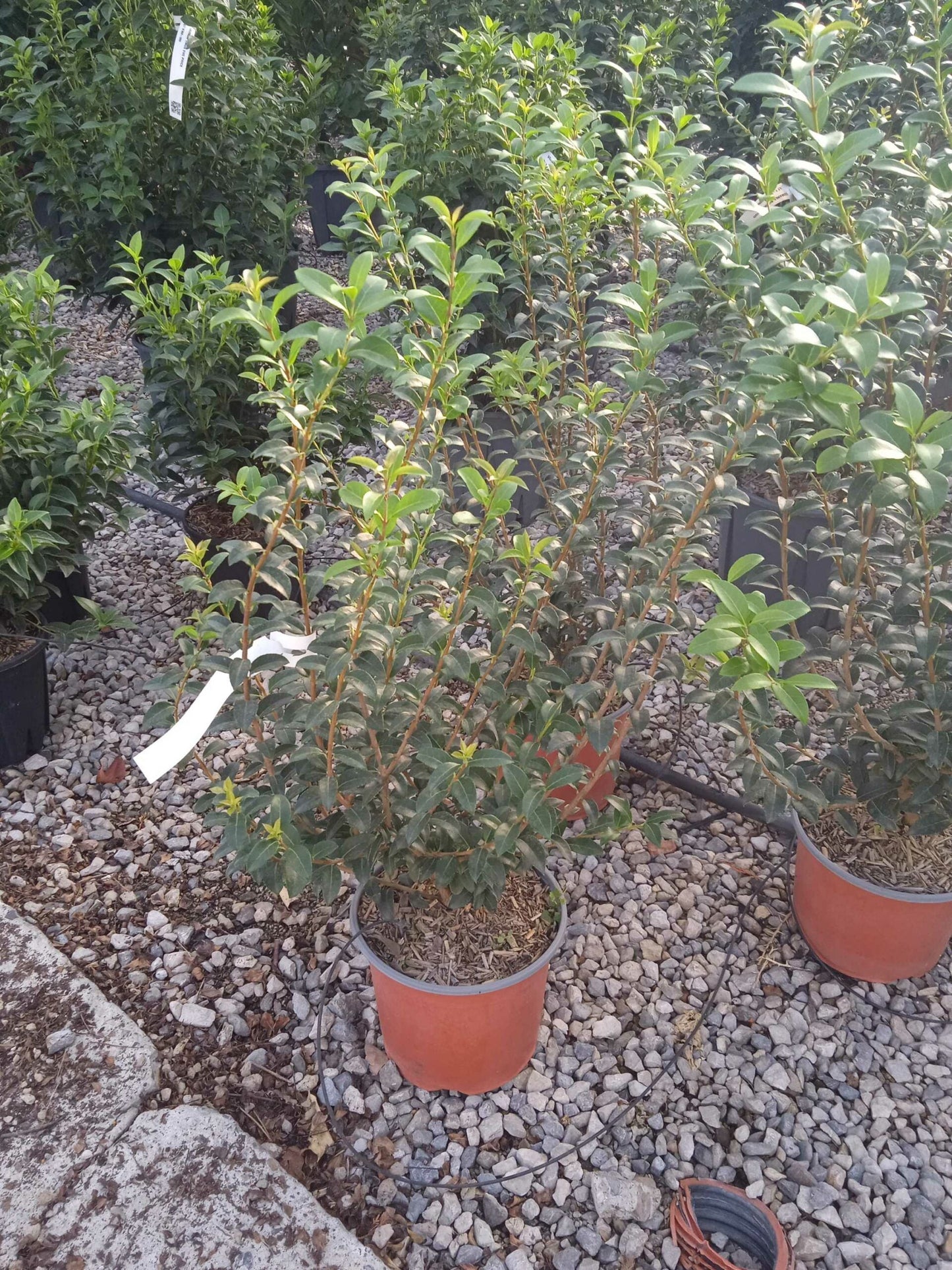 OSTRYA carpinifolia