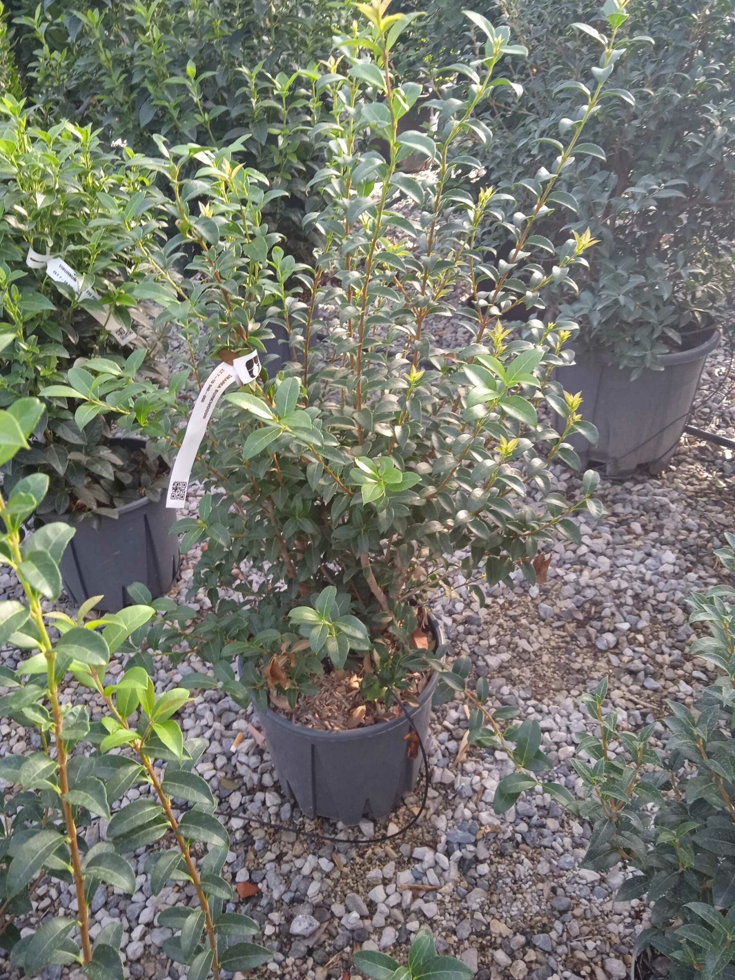 OSTRYA carpinifolia