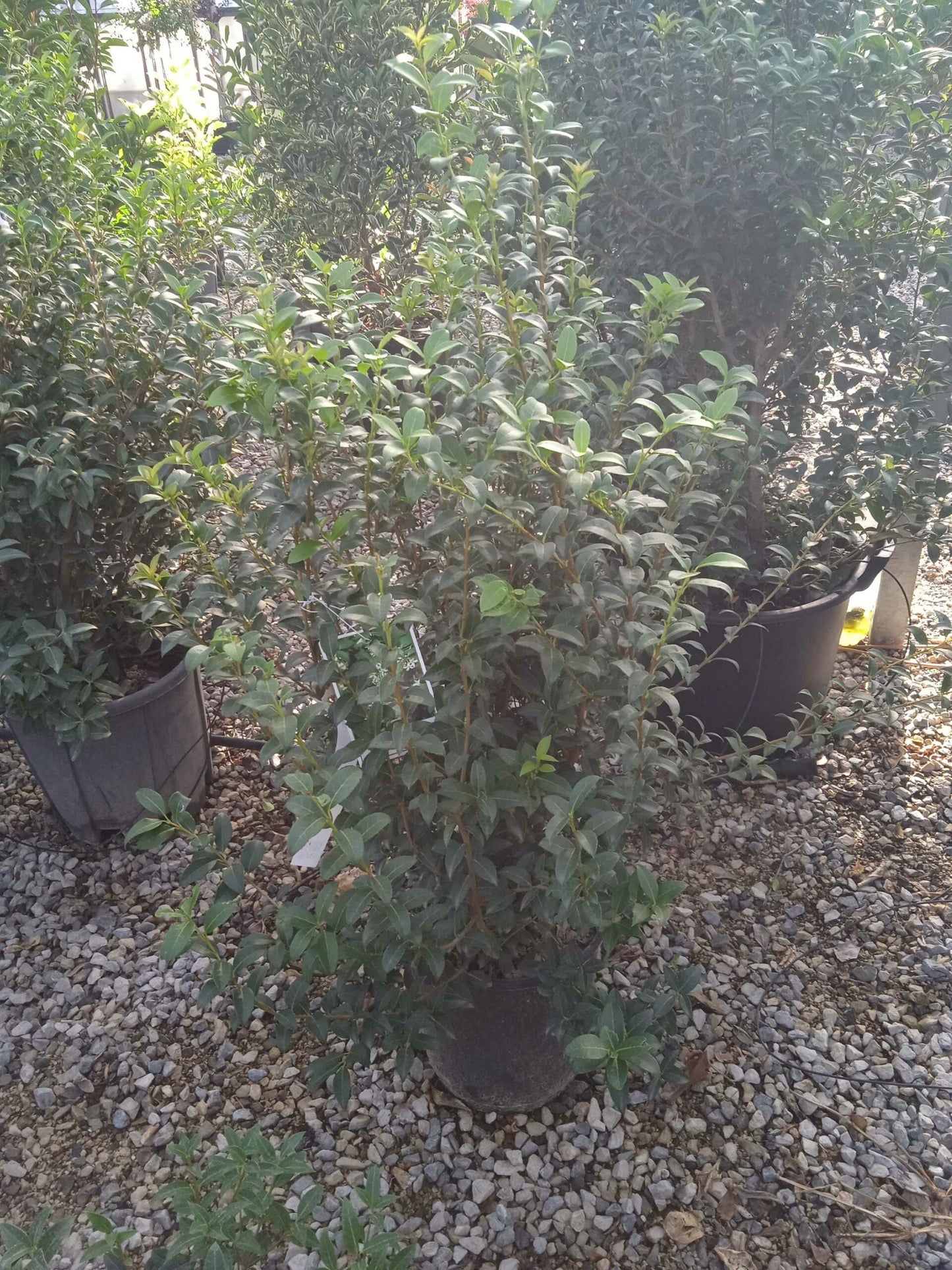 OSTRYA carpinifolia