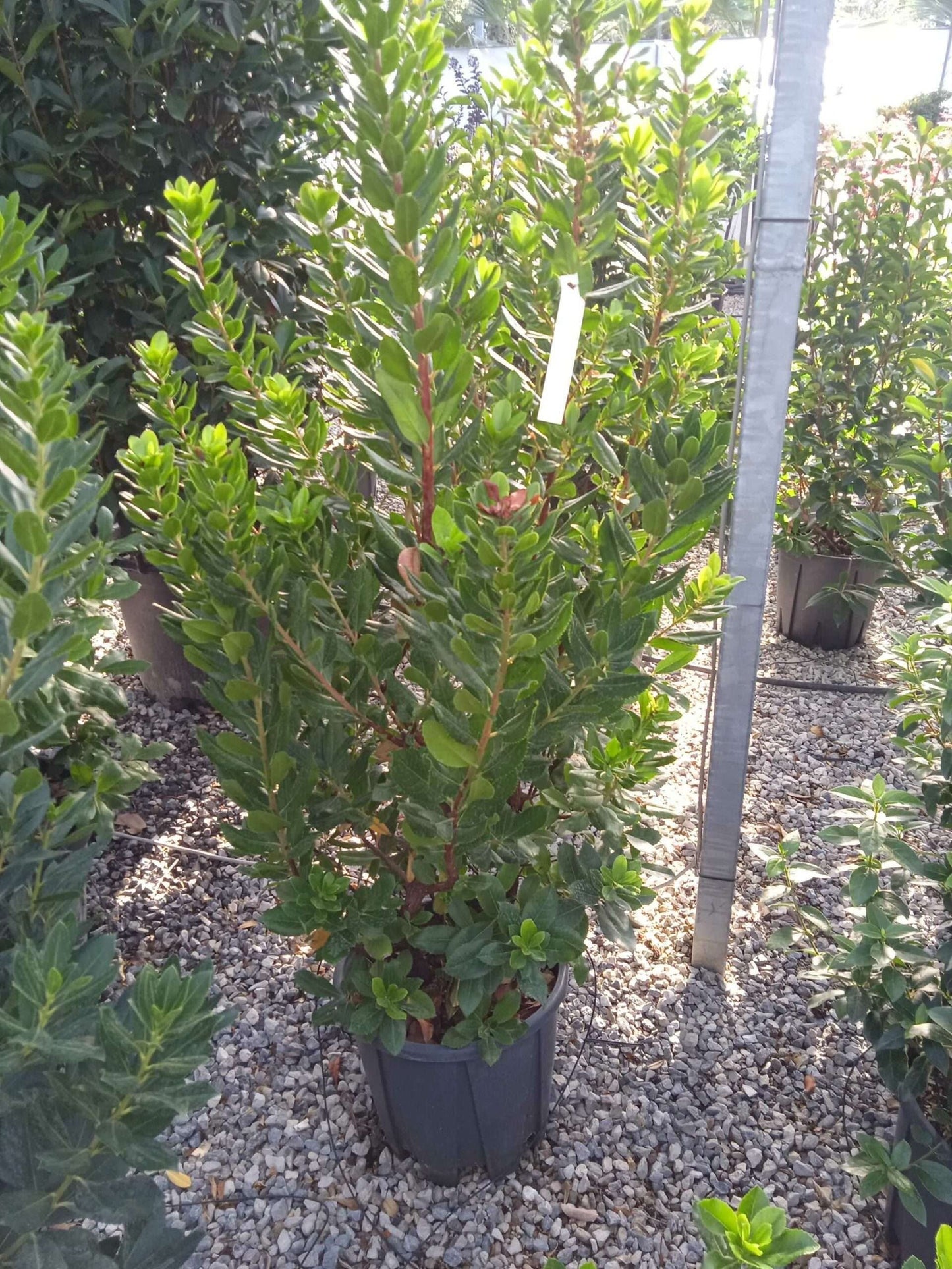 ARBUTUS unedo 'Compacta'