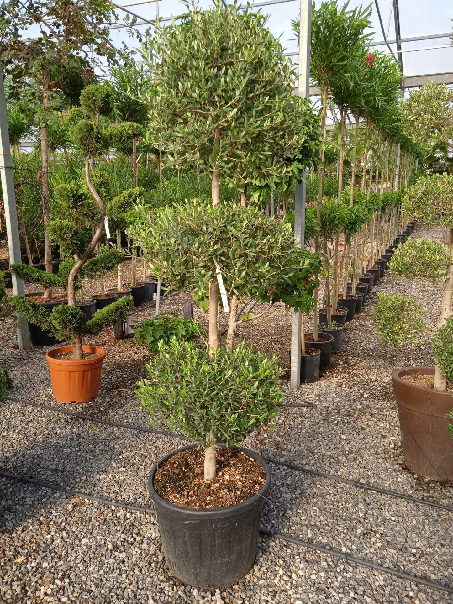 OLEA europaea 'Aglandaou'