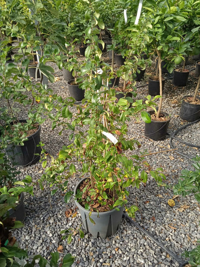 CHAENOMELES x superba 'Crimson and Gold'