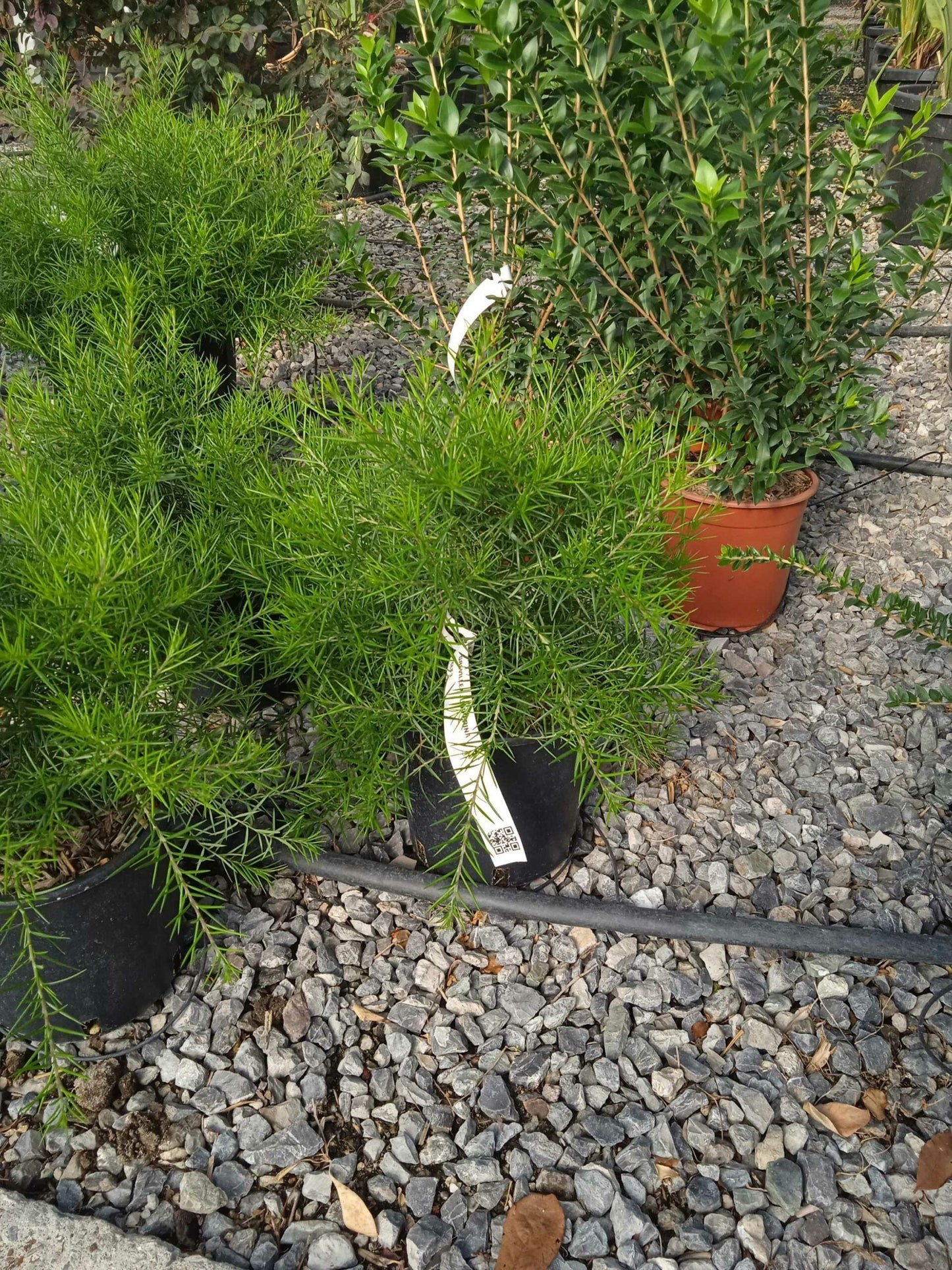 GREVILLEA lanigera 'Mount Tamboritha'
