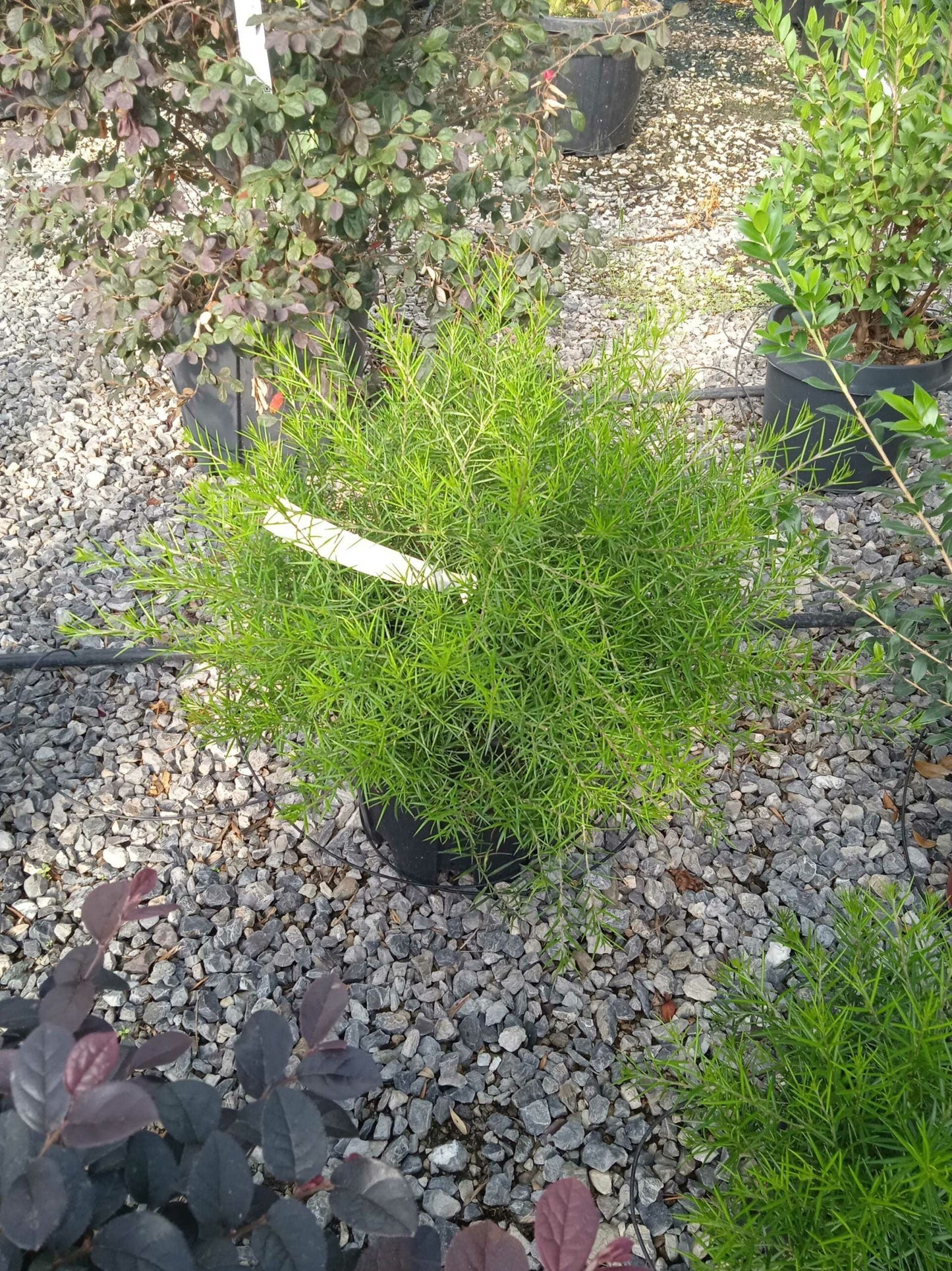 GREVILLEA lanigera 'Mount Tamboritha'