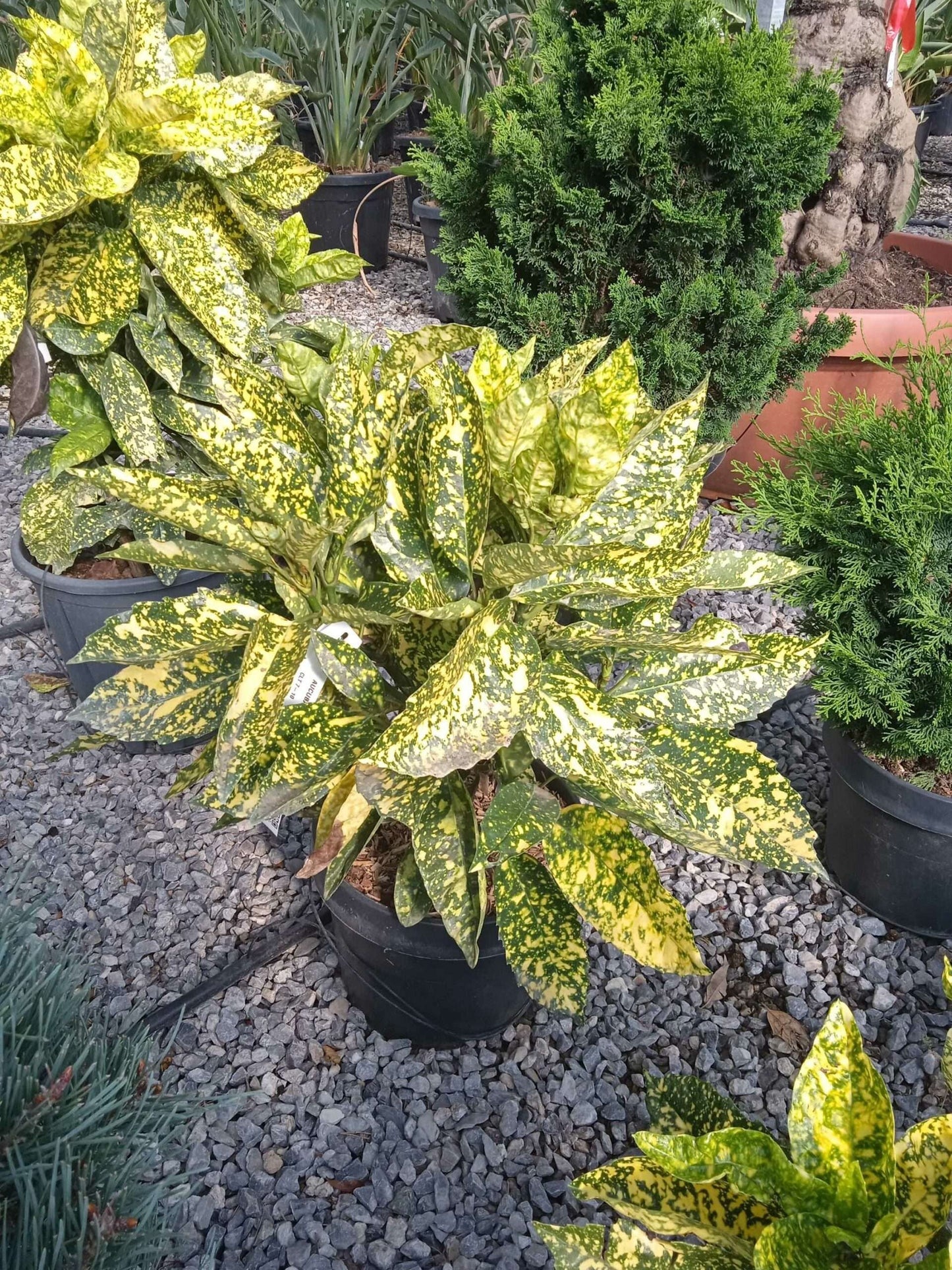 AUCUBA japonica 'Crotonifolia'