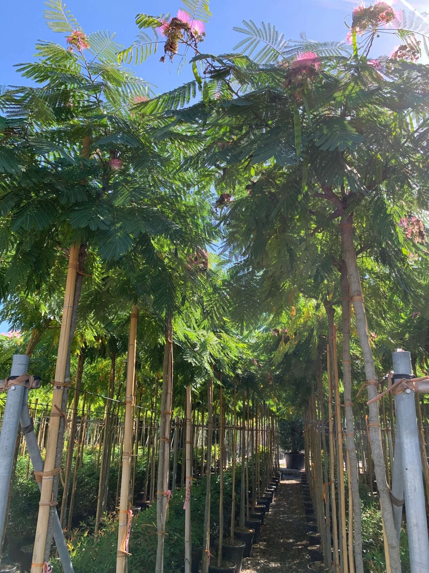 ALBIZIA julibrissin 'Shidare'
