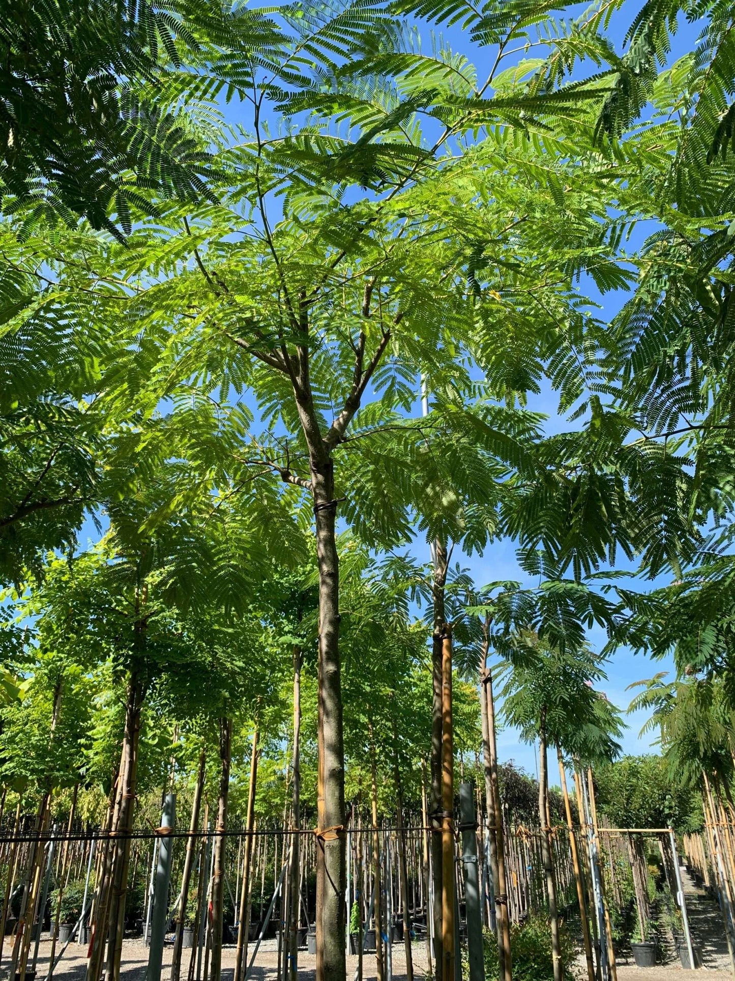 ALBIZIA julibrissin 'Chocolate fountain'