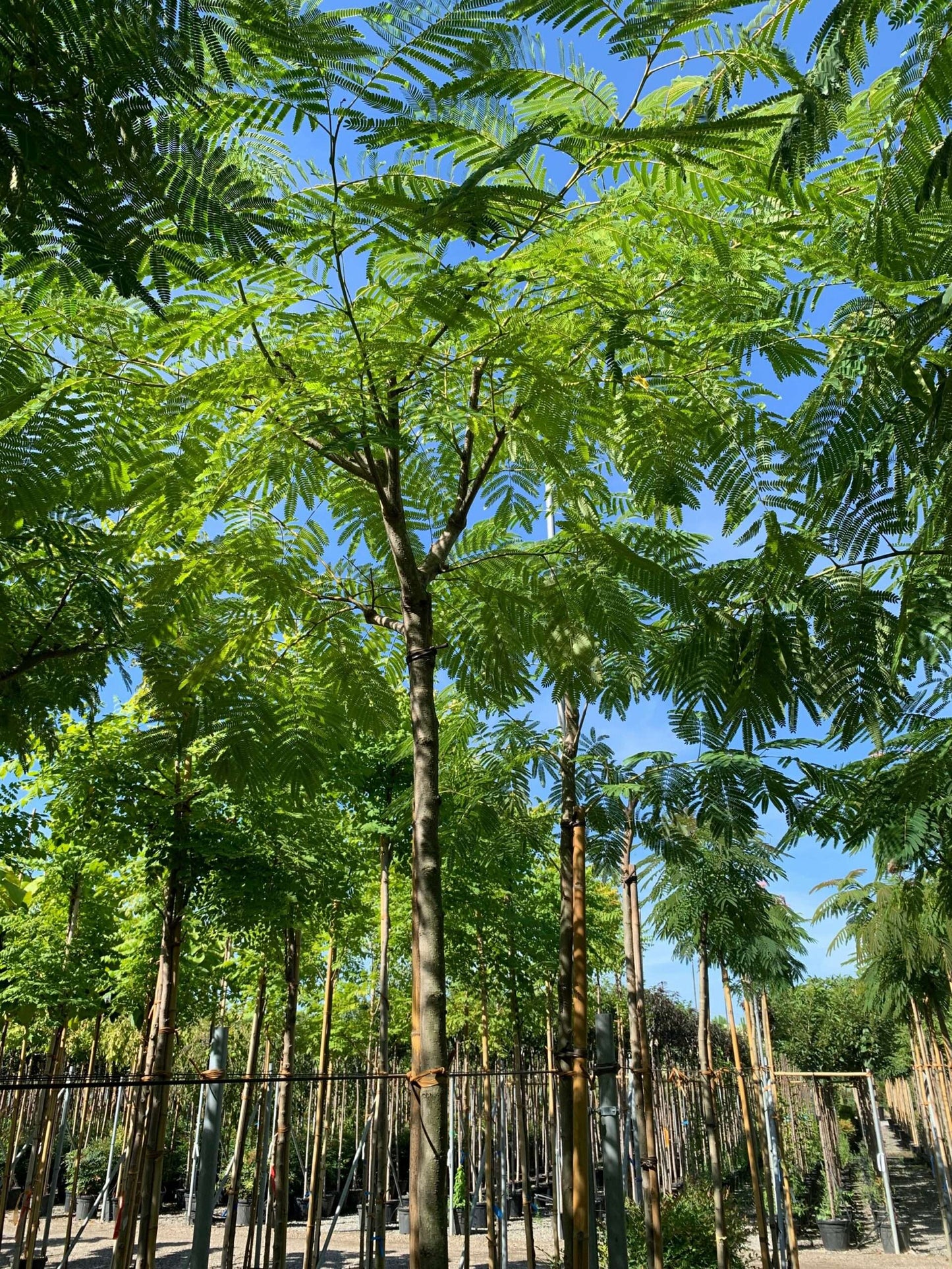 ALBIZIA julibrissin 'Chocolate fountain'