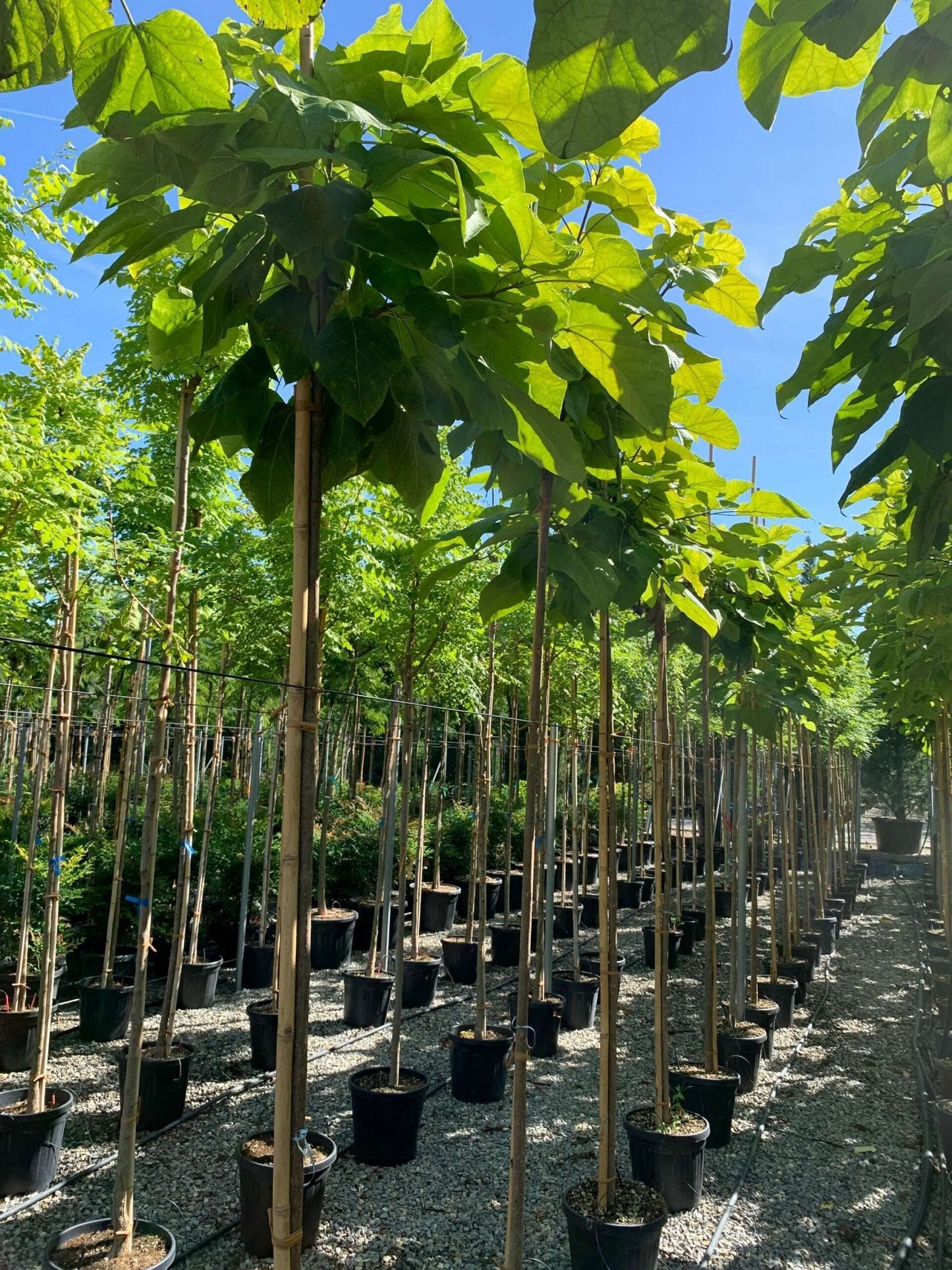 CATALPA bignonioides 'Aurea'