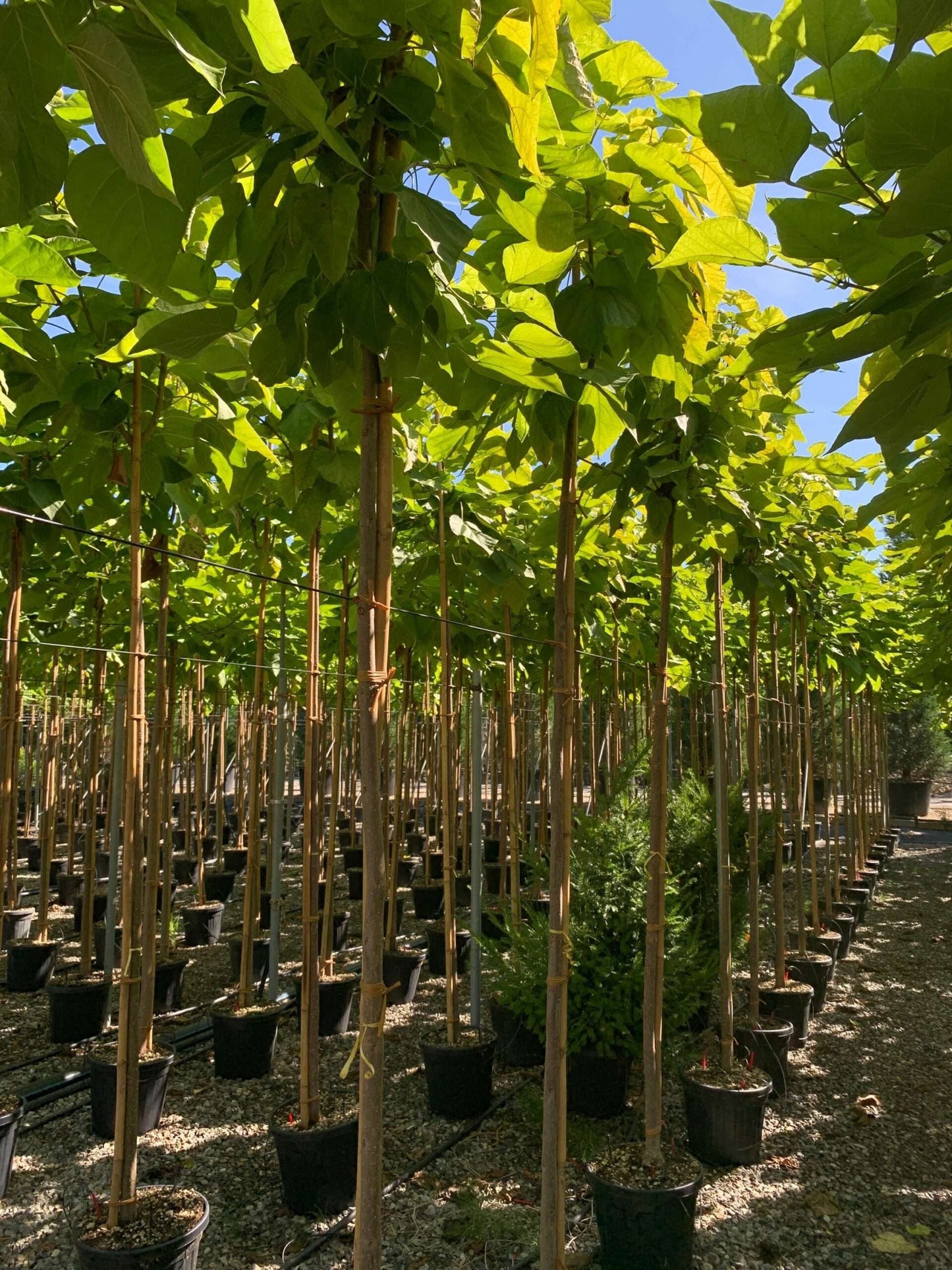 CATALPA bignonioides 'Aurea'