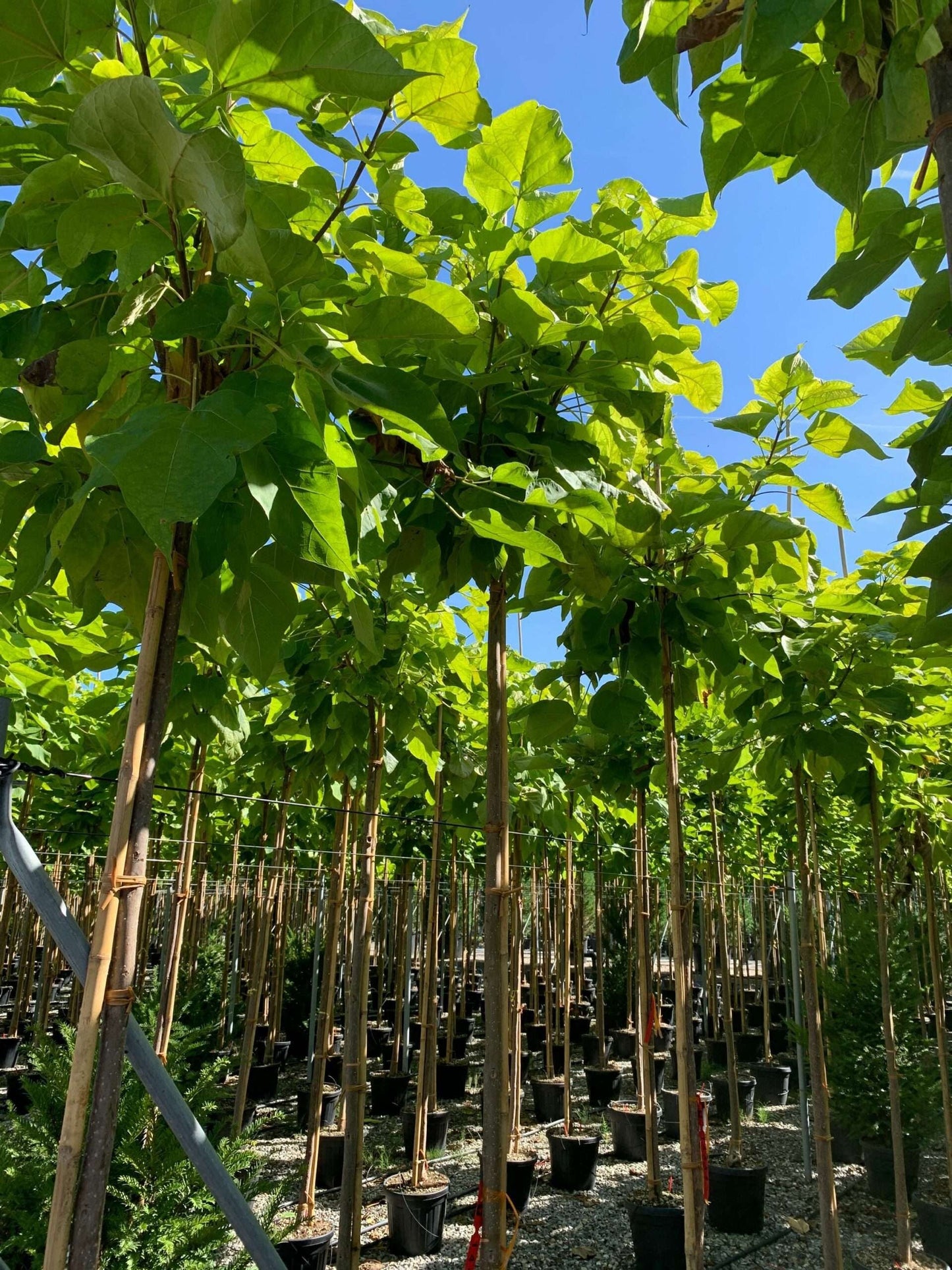 CATALPA bignonioides 'Aurea'