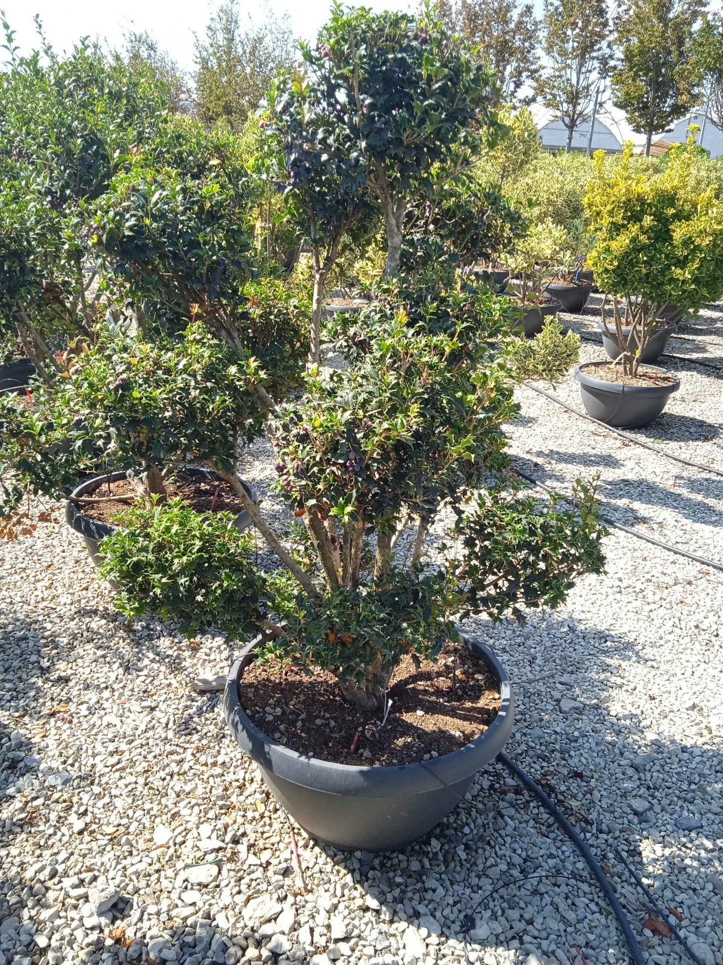 OSMANTHUS heterophyllus 'Giulfti'