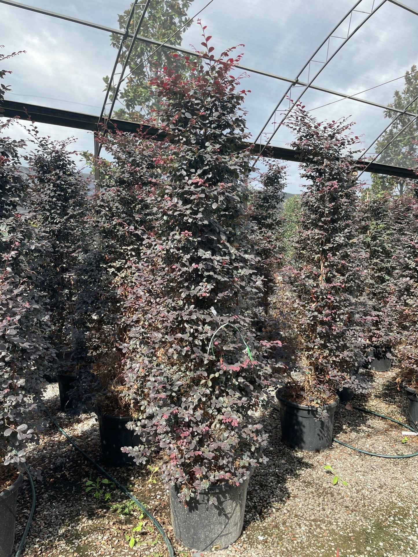 LOROPETALUM chinense 'Ever Red'