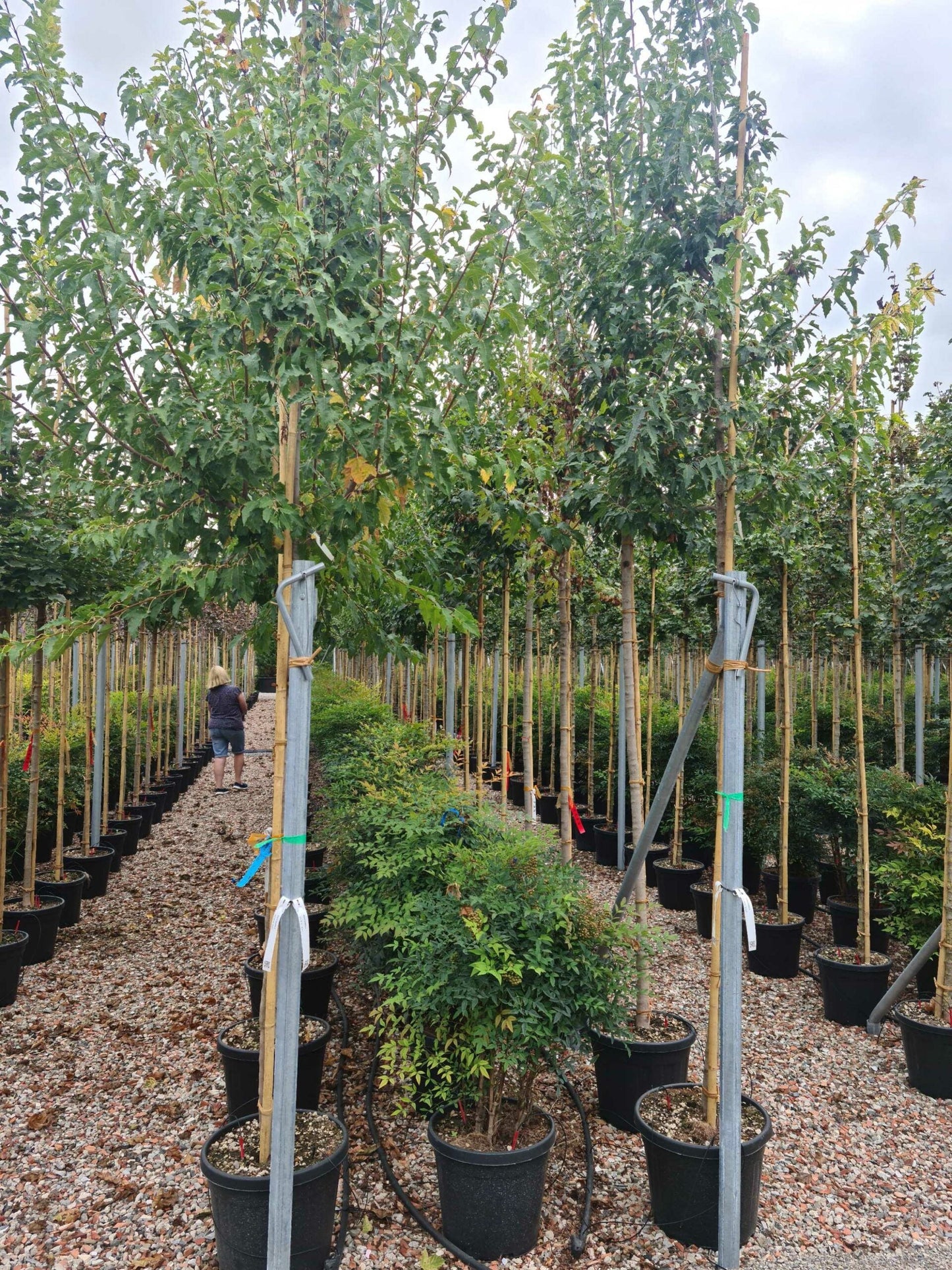 ACER griseum