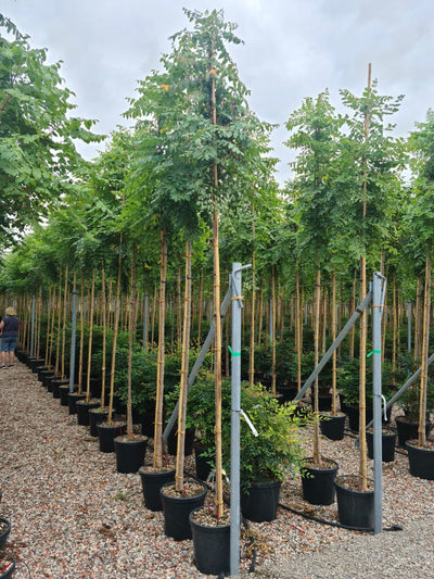 KOELREUTERIA paniculata 'Coral Sun' ®