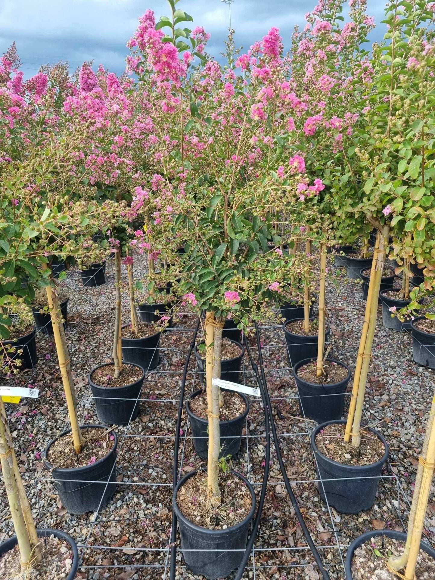 LAGERSTROEMIA x 'Watermelon'