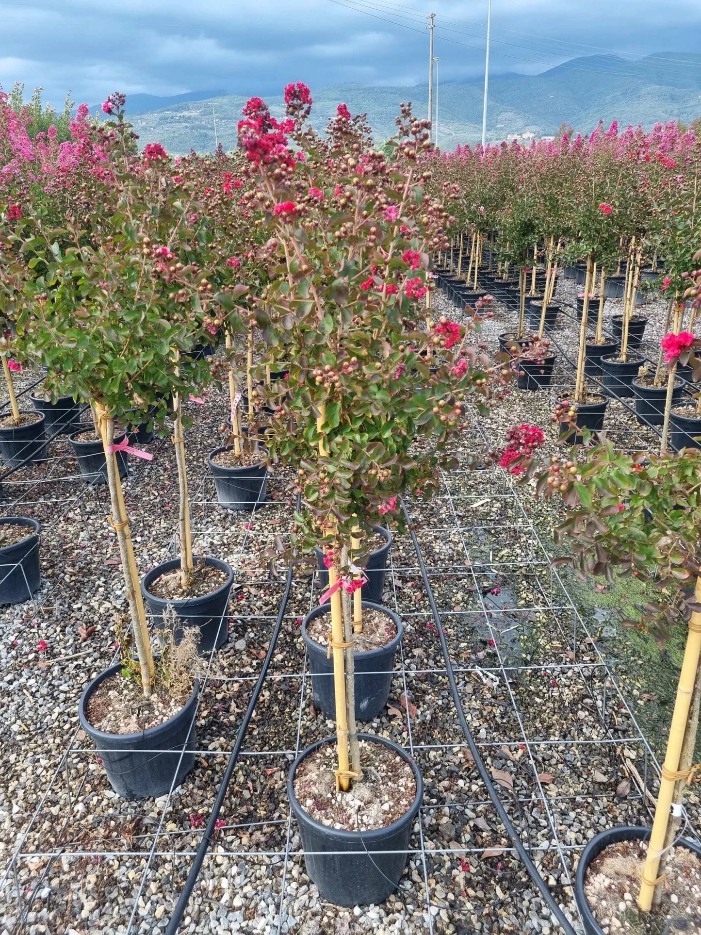LAGERSTROEMIA x 'Lipan'