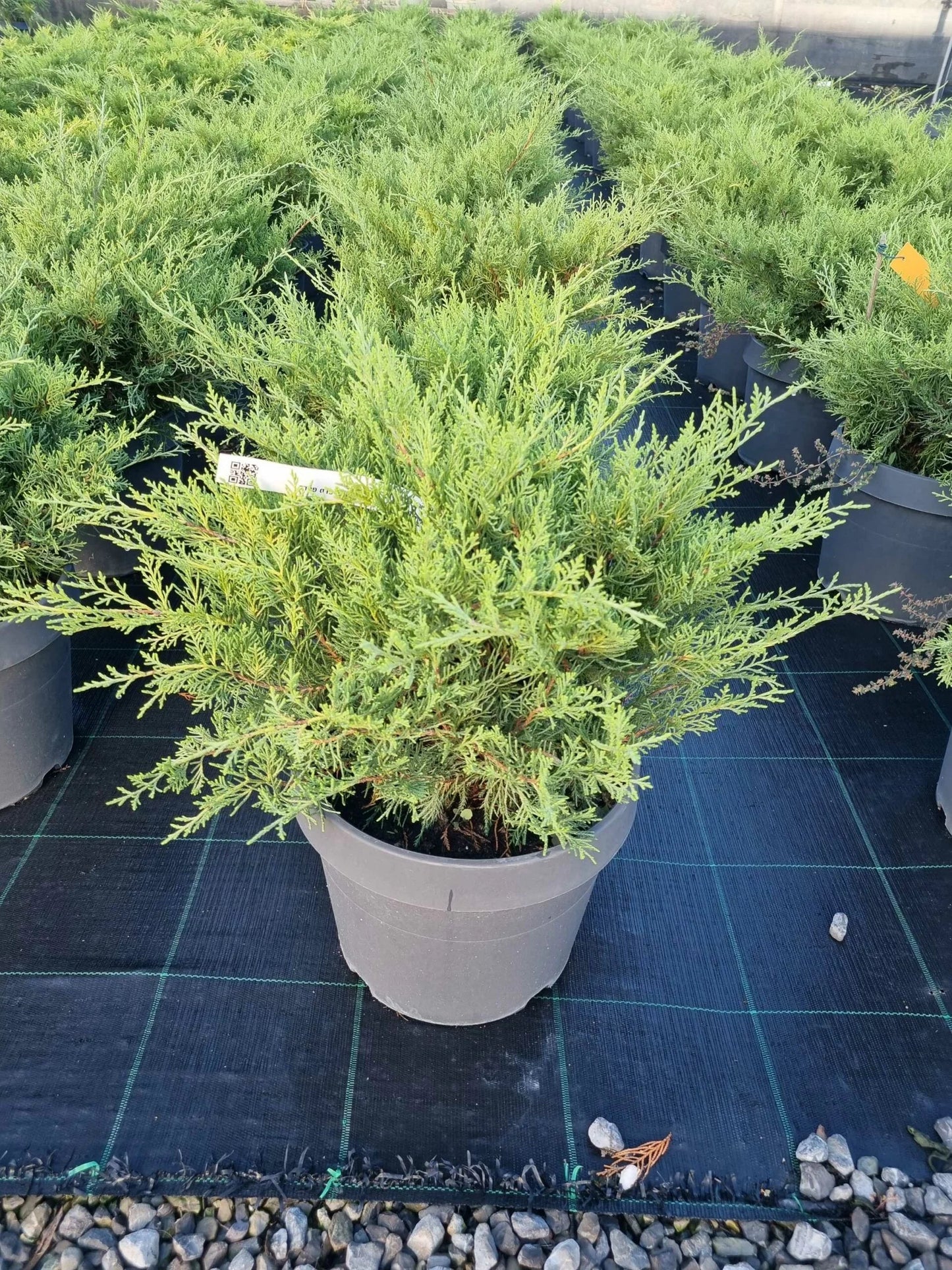 JUNIPERUS x pfitzeriana 'Pfitzeriana Aurea'