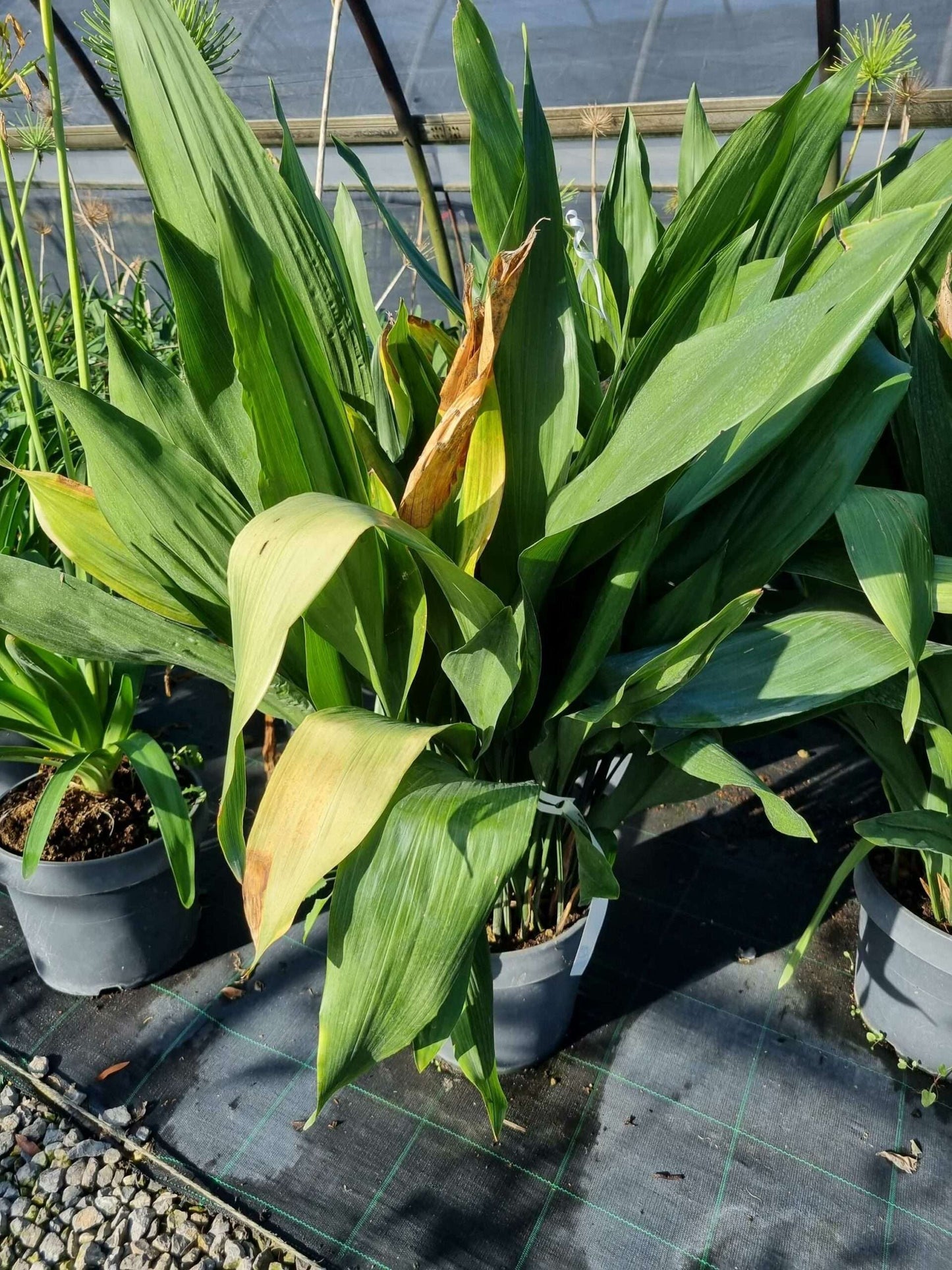 ASPLENIUM scolopendrium