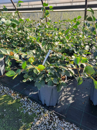 CAMELLIA sasanqua 'Cleopatra White'