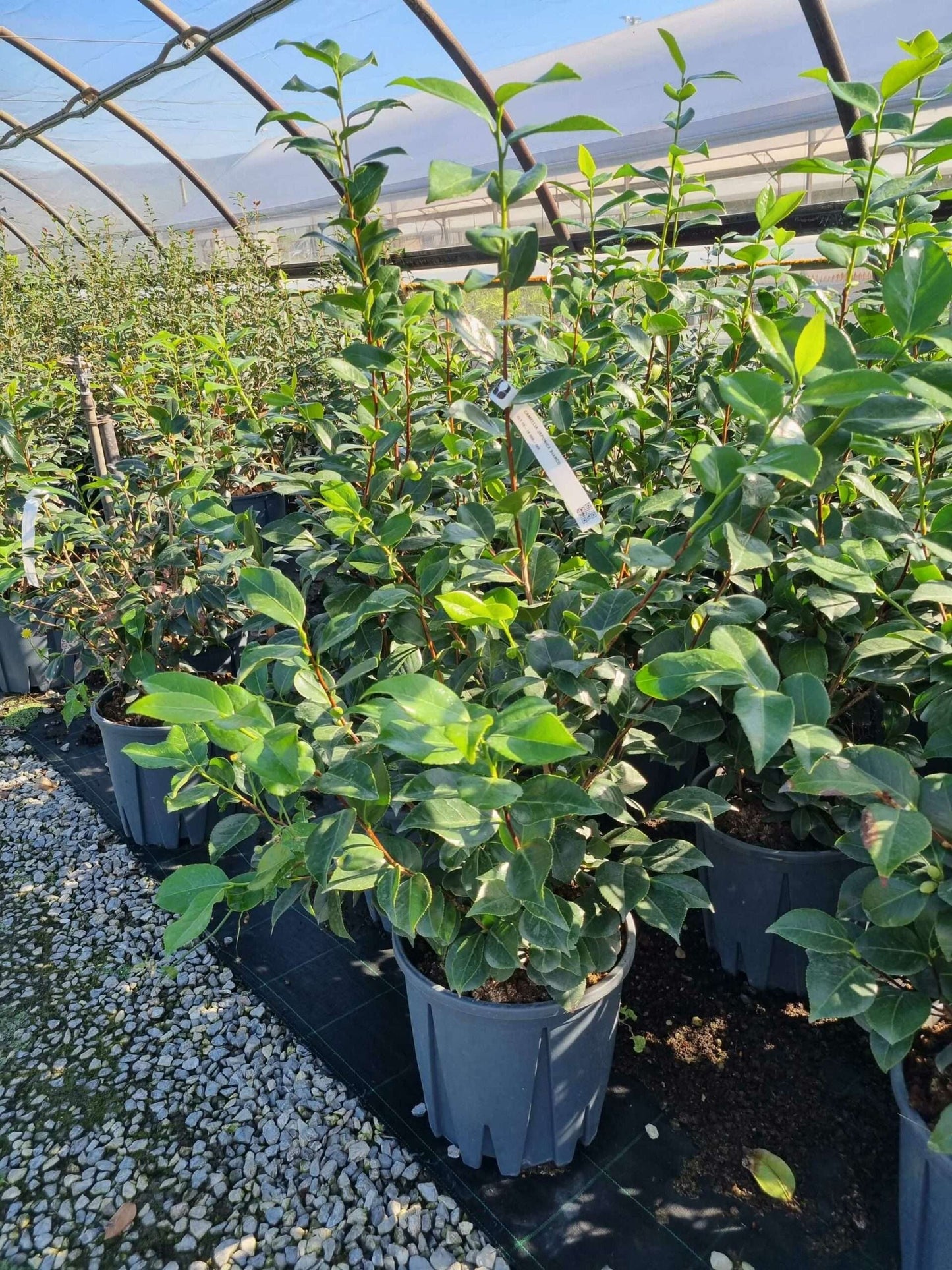 CAMELLIA japonica 'Black Lace'