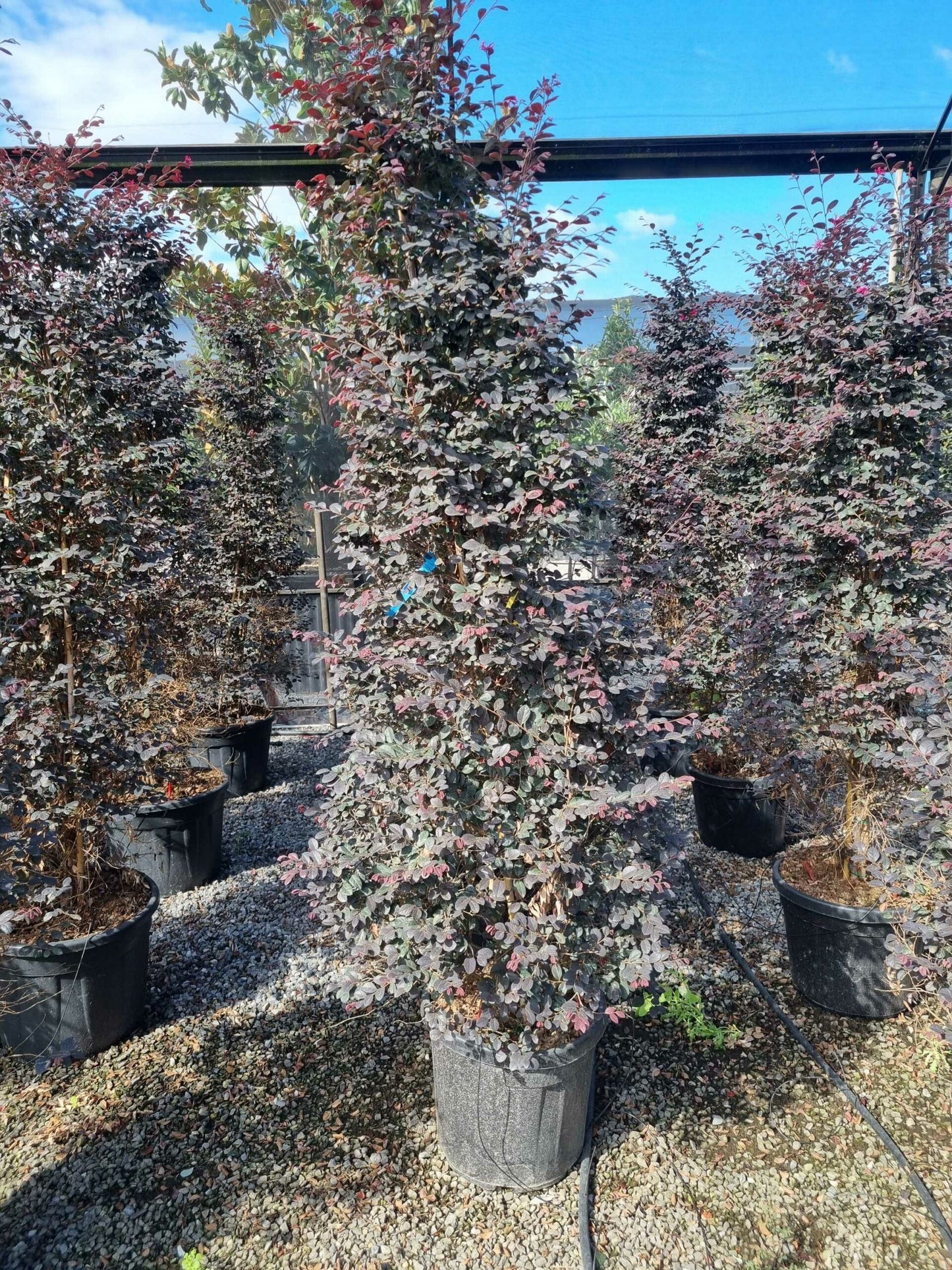 LOROPETALUM chinense 'Ever Red'