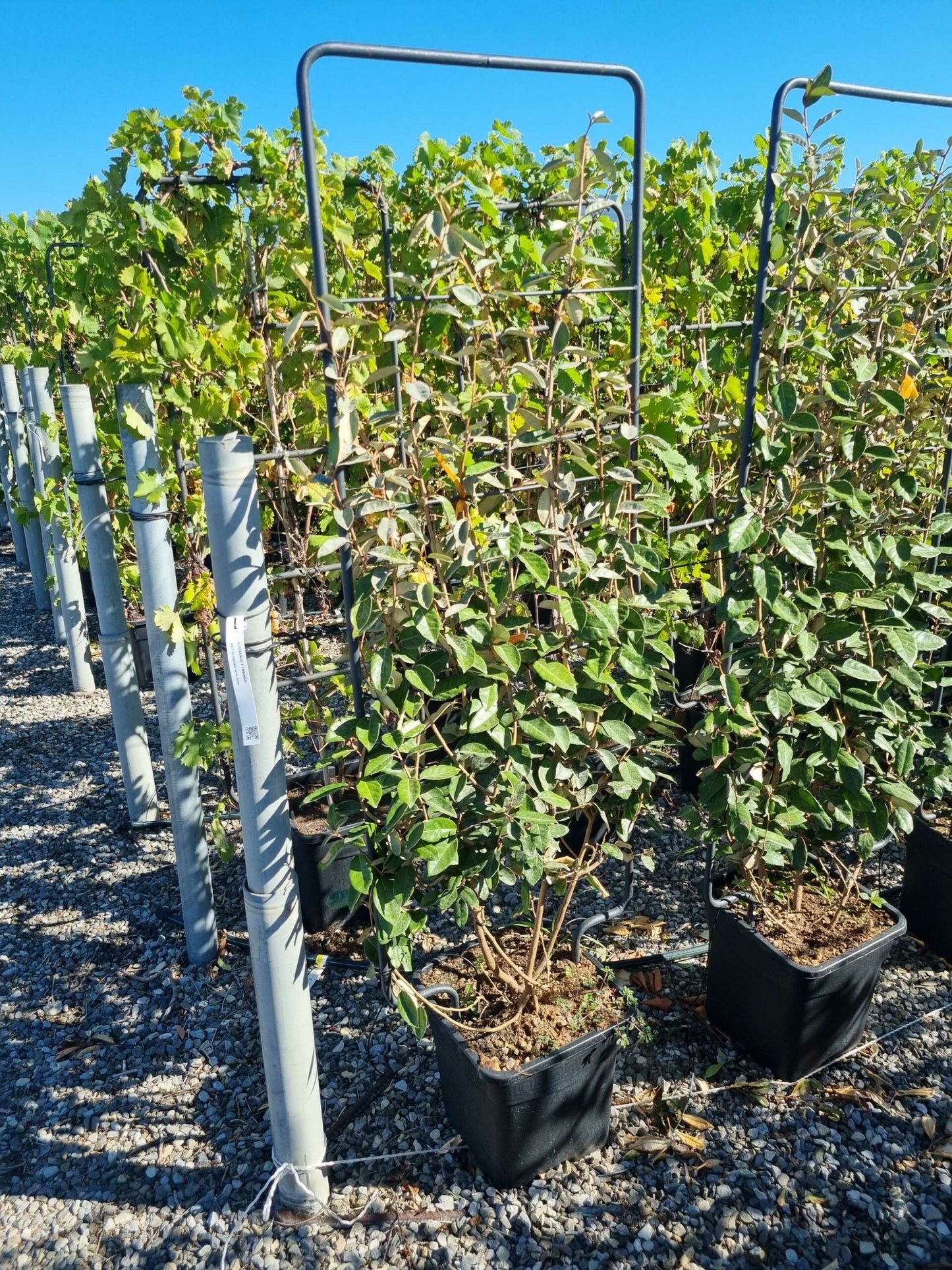 ELAEAGNUS x ebbingei 'Compacta'