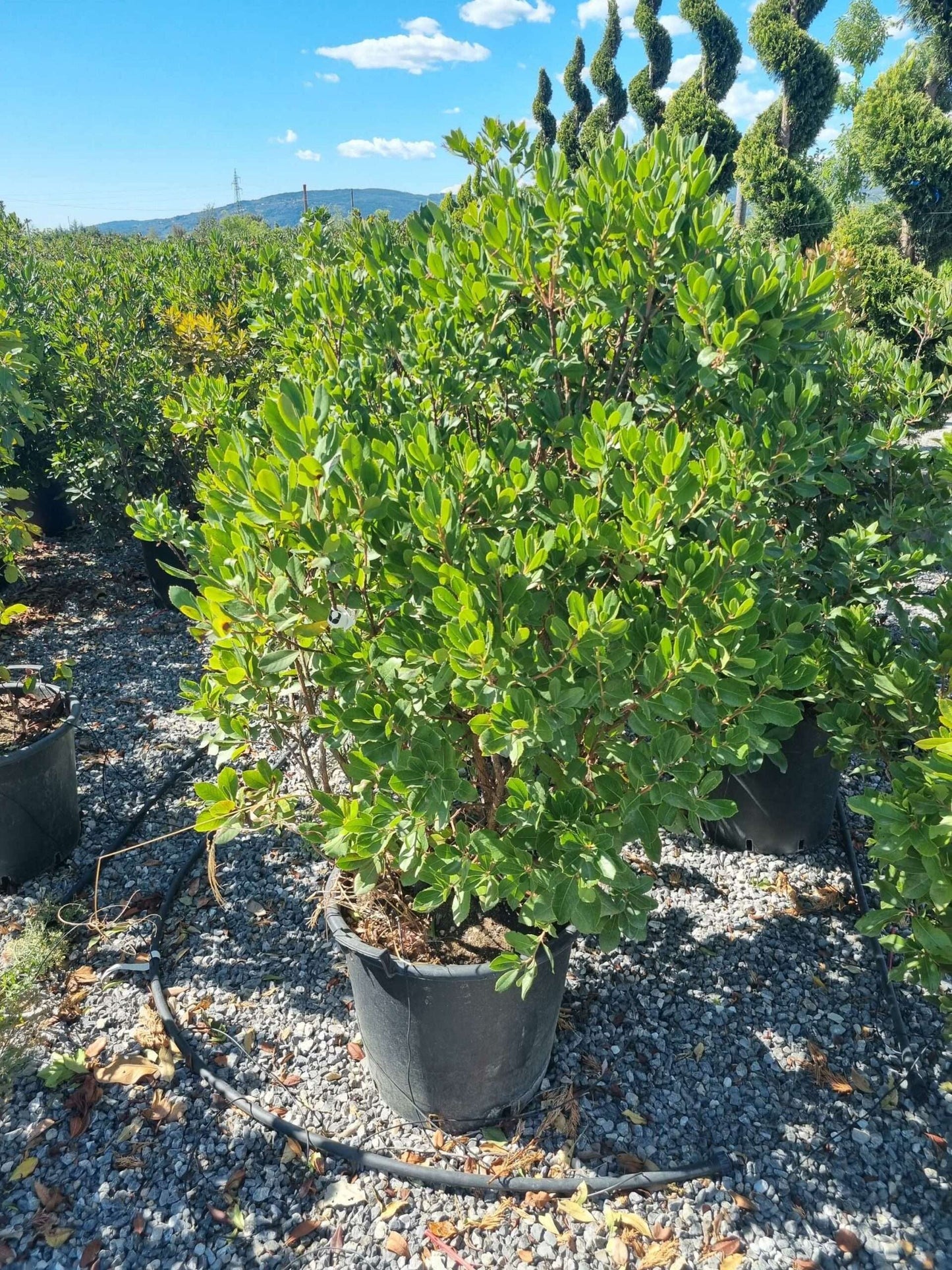 ARBUTUS unedo 'Compacta'