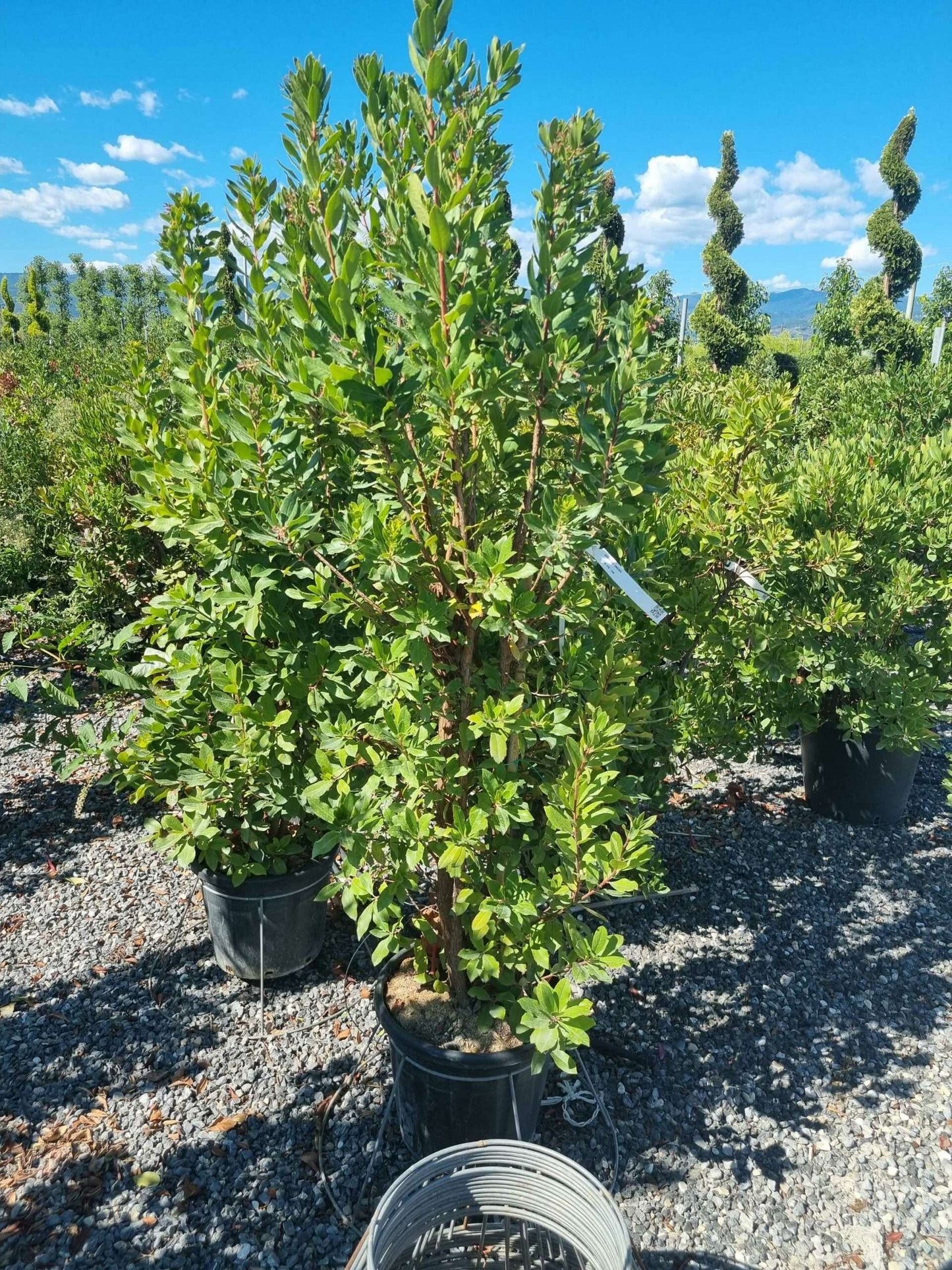 ARBUTUS unedo 'Compacta'