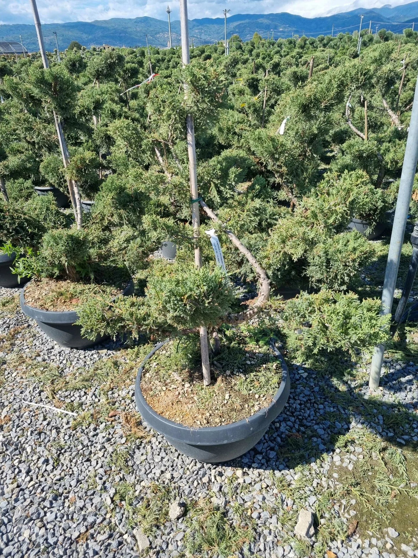 JUNIPERUS x pfitzeriana 'Pfitzeriana Glauca'