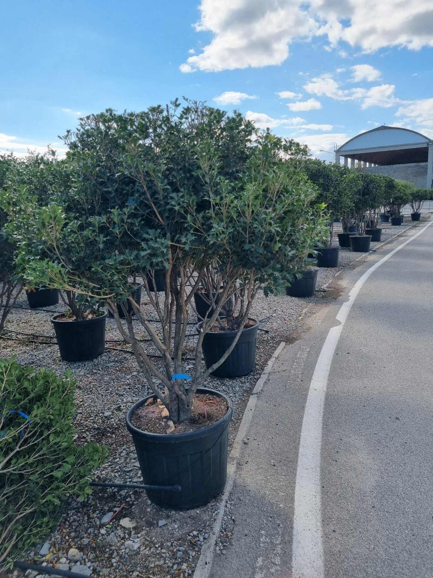 OSMANTHUS heterophyllus 'Giulfti'