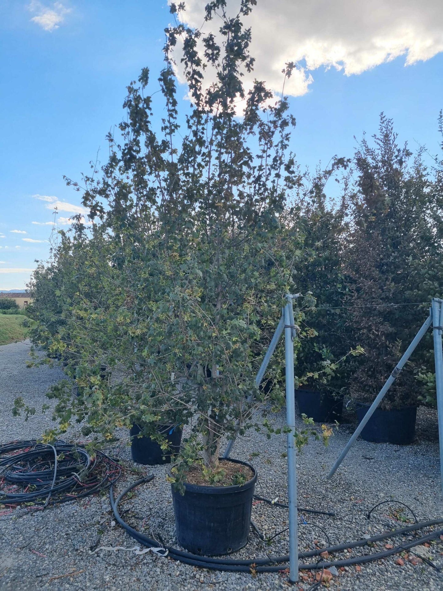 ACER campestre 'Elegant'