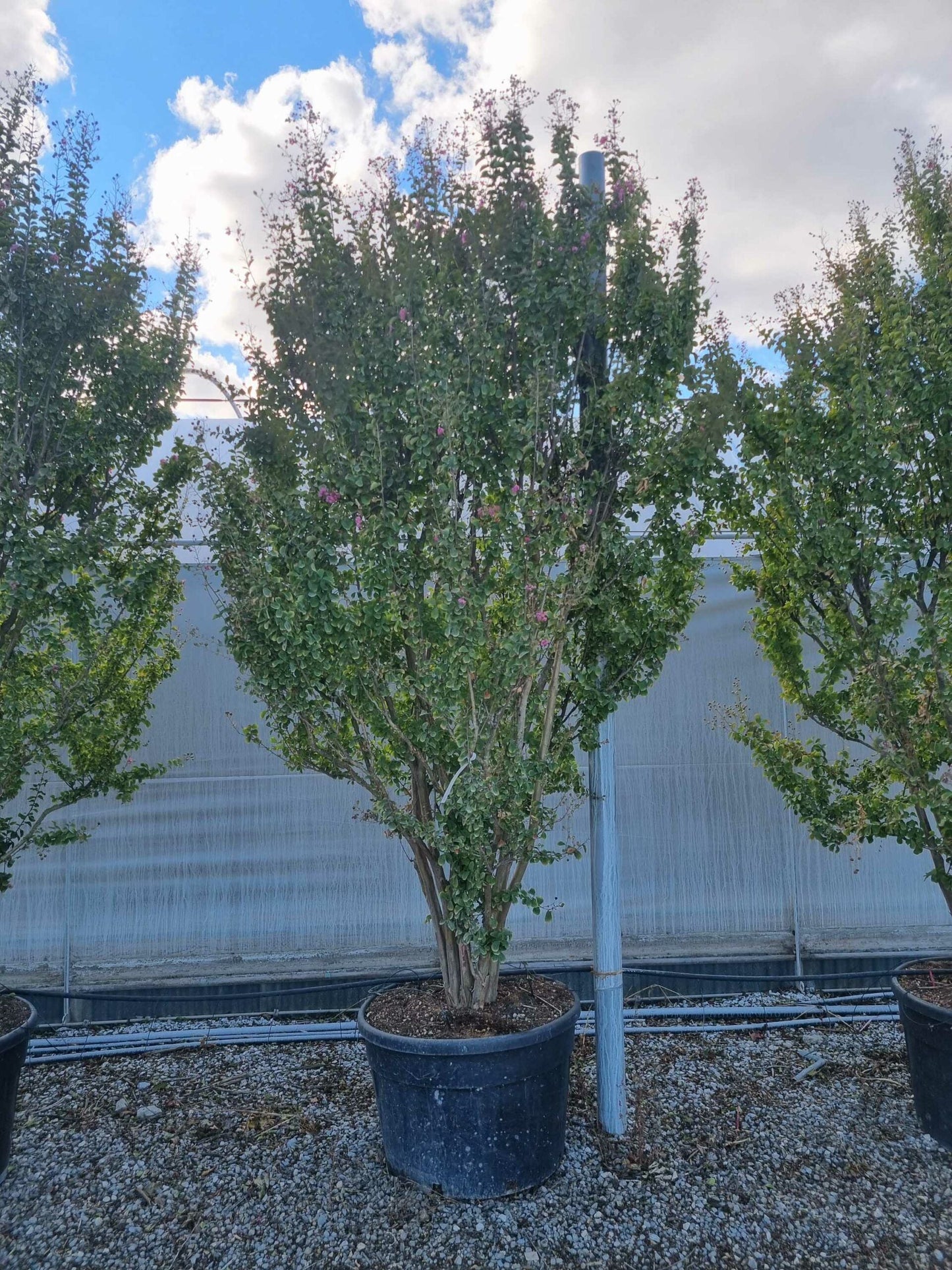 LAGERSTROEMIA indica 'Rosea Nova'