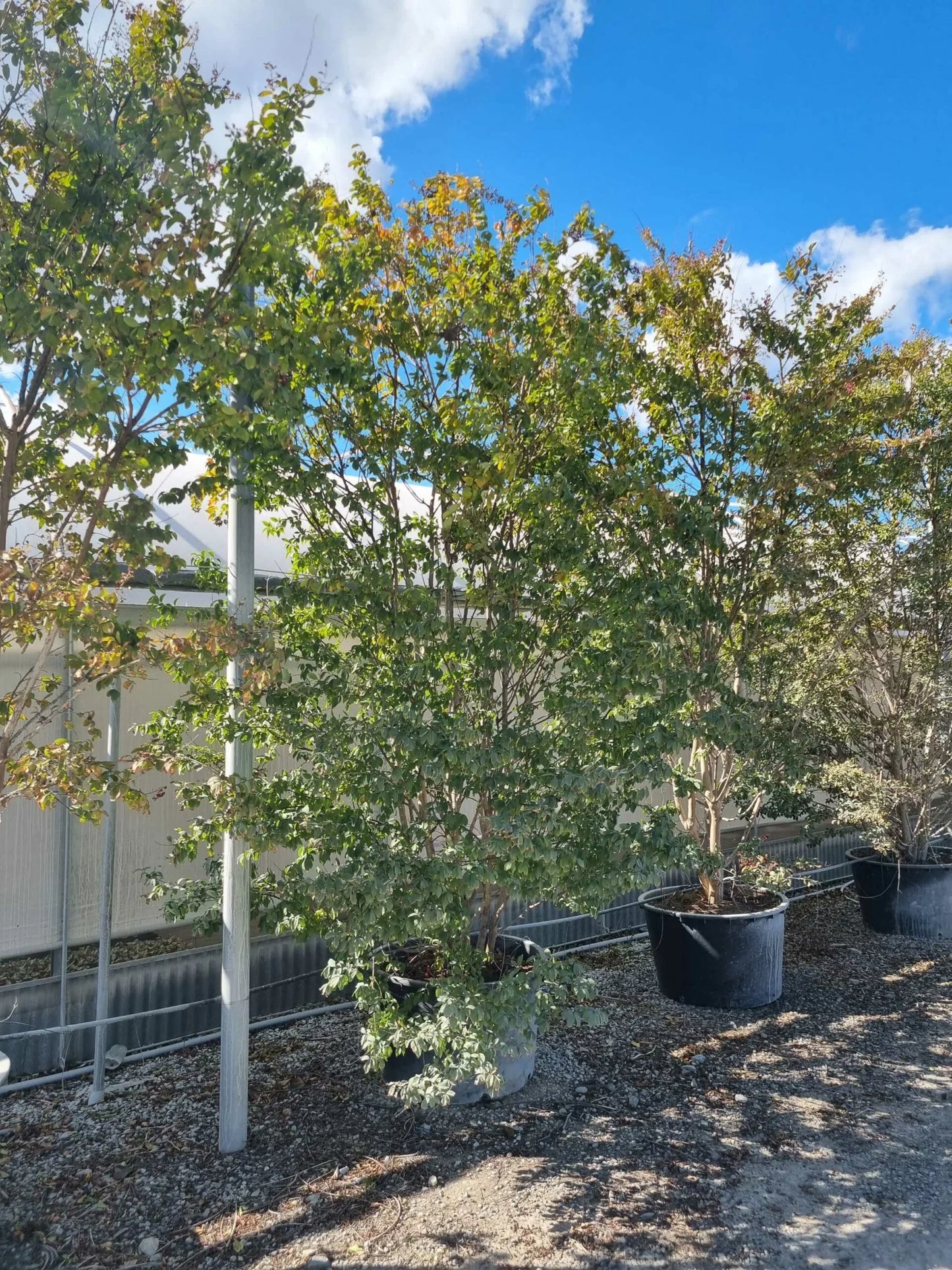 LAGERSTROEMIA x 'Natchez'