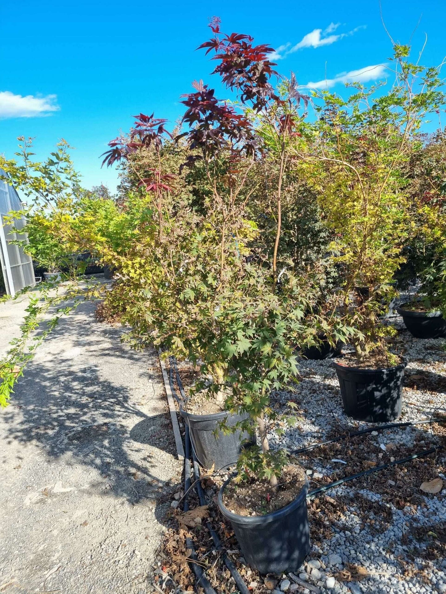 ACER palmatum 'Butterfly'