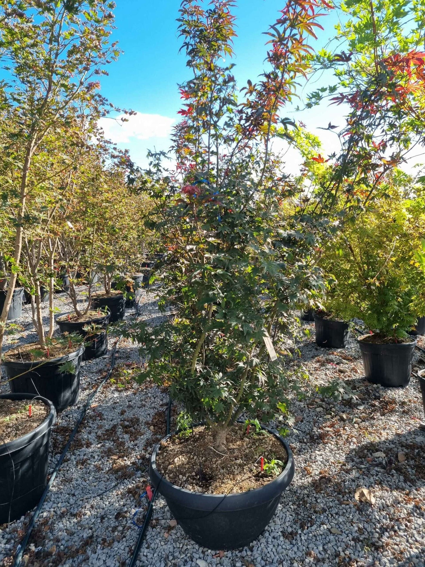 ACER palmatum 'Butterfly'