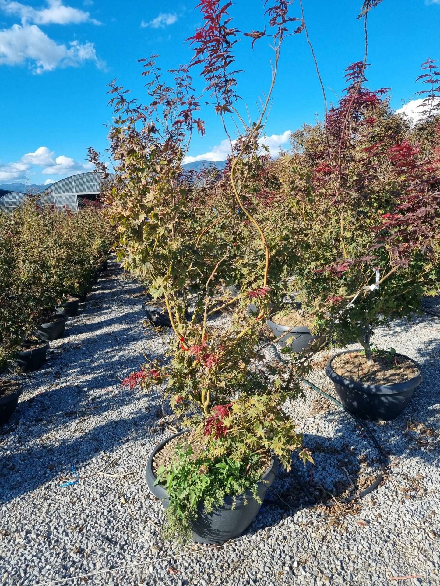 ACER palmatum 'Butterfly'