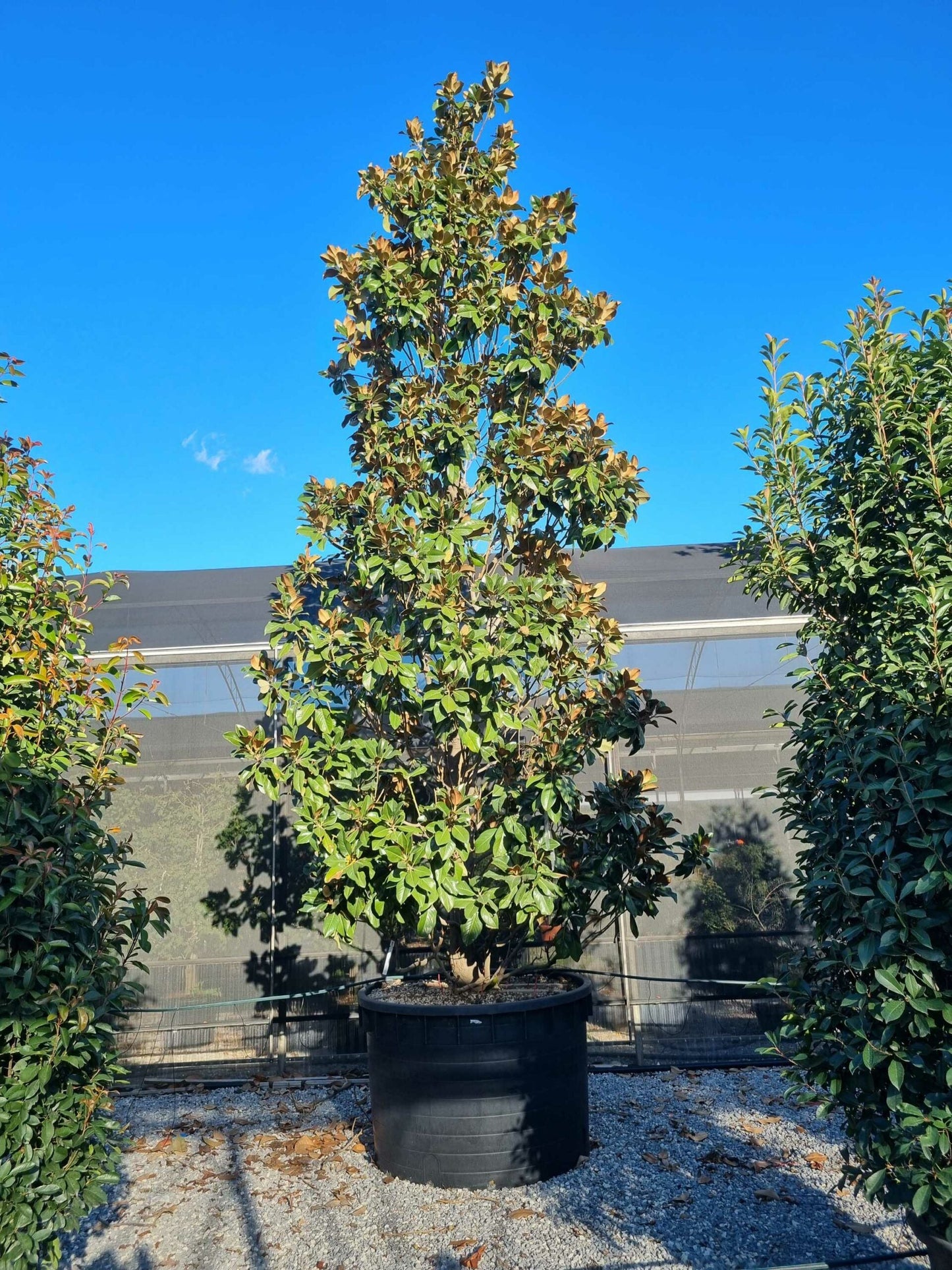 MAGNOLIA grandiflora 'Little Gem'