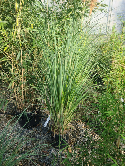 CORTADERIA selloana 'Golden Goblin'