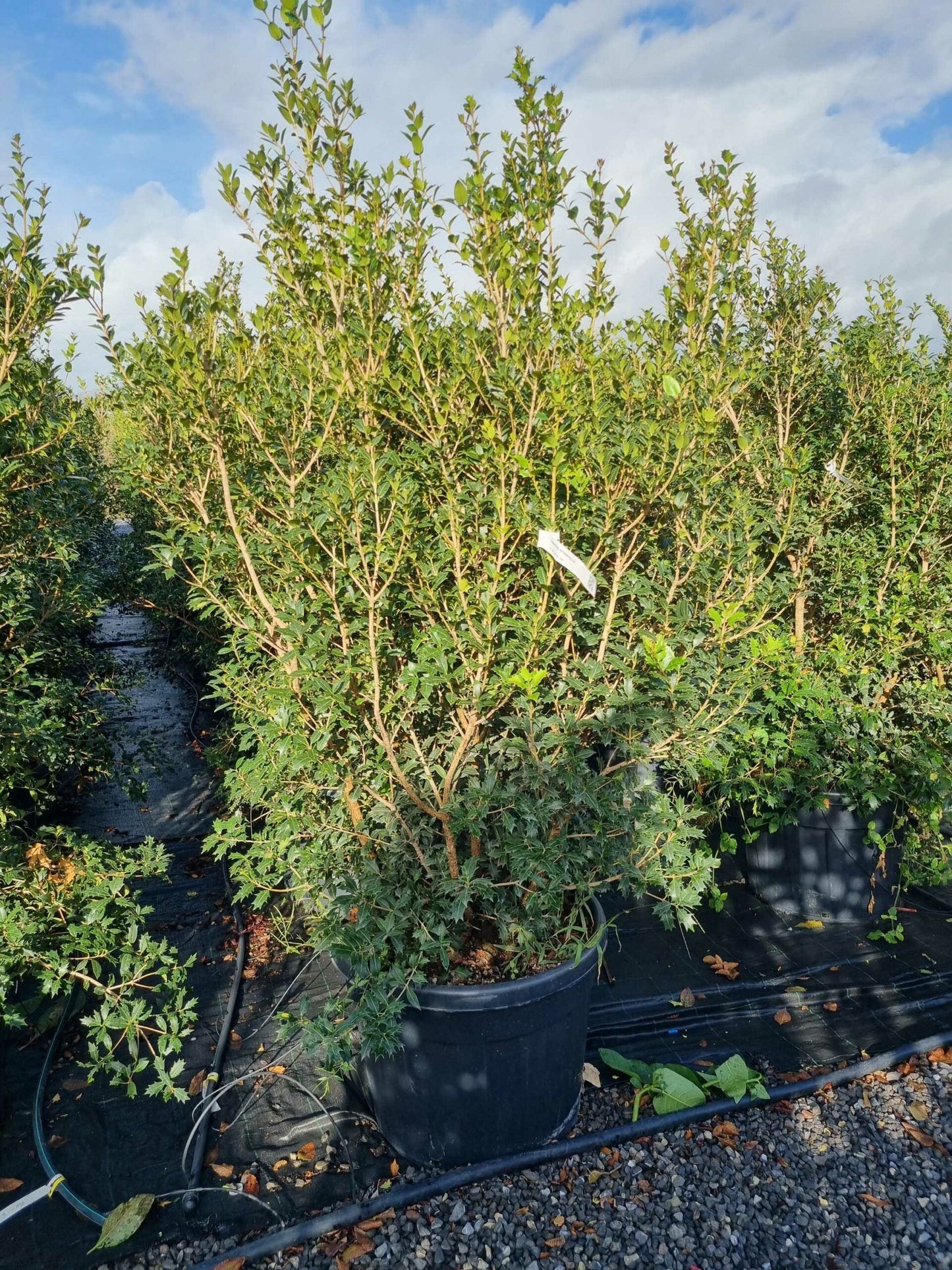 OSMANTHUS heterophyllus 'Giulfti'